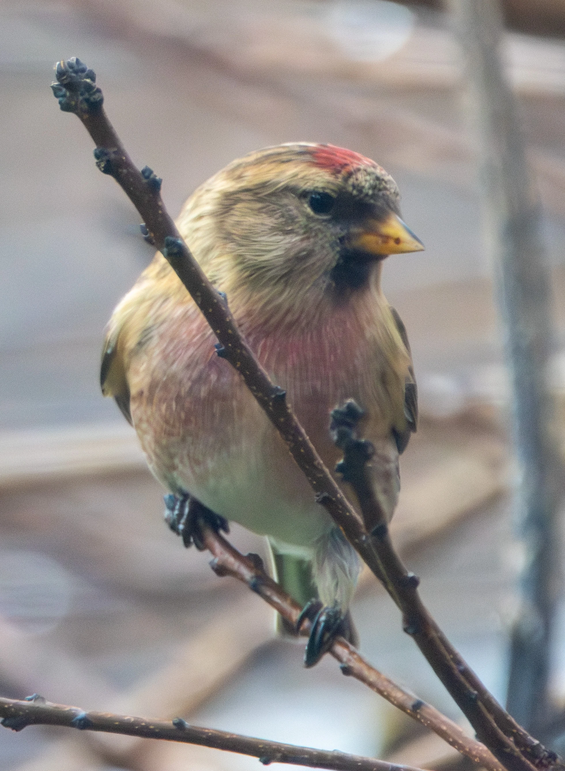 Lesser Redpoll — photo by Adam Prugel-Bennett