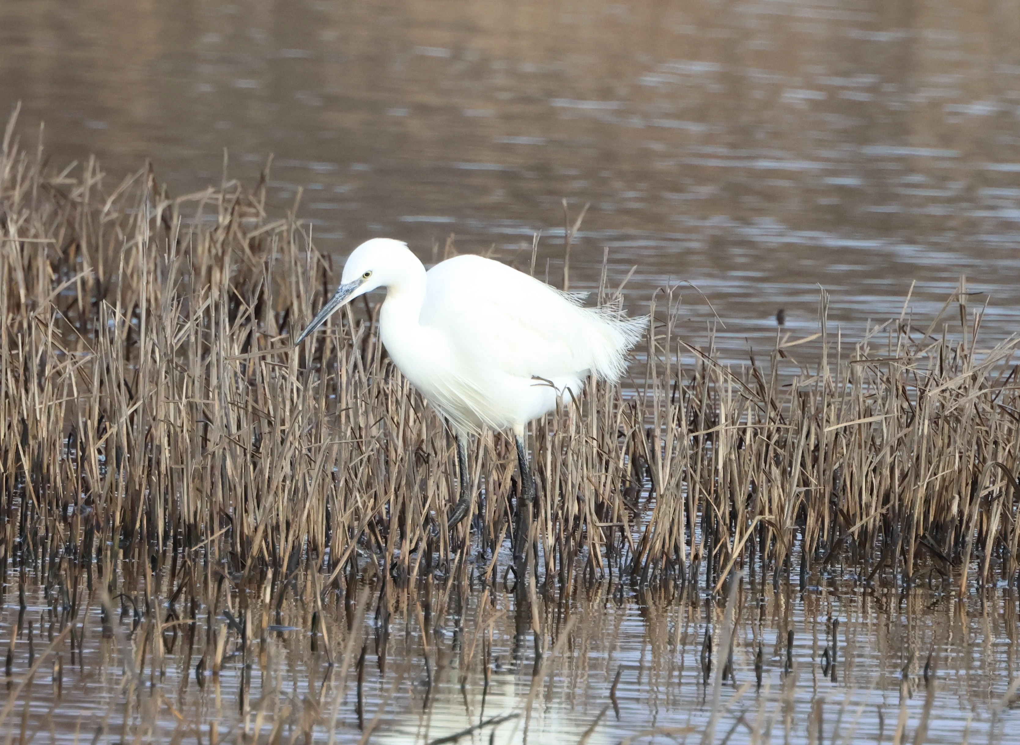 Little Egret, Lymington, New Forest, UK — photo by Adam Prugel-Bennett