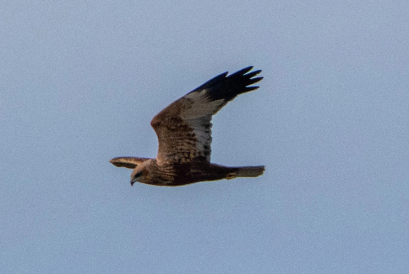 Western Marsh Harrier, Zeeland, Netherlands — photo by Adam Prugel-Bennett