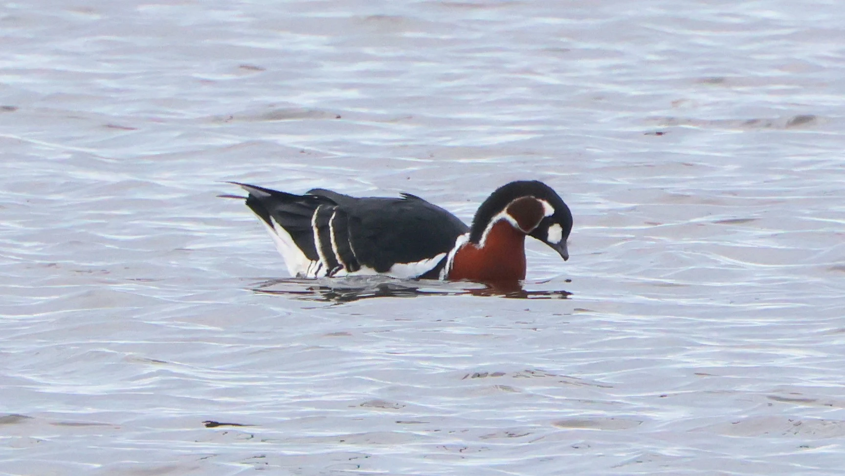Red-breasted goose, Lymington, New Forest, UK — photo by Adam Prugel-Bennett