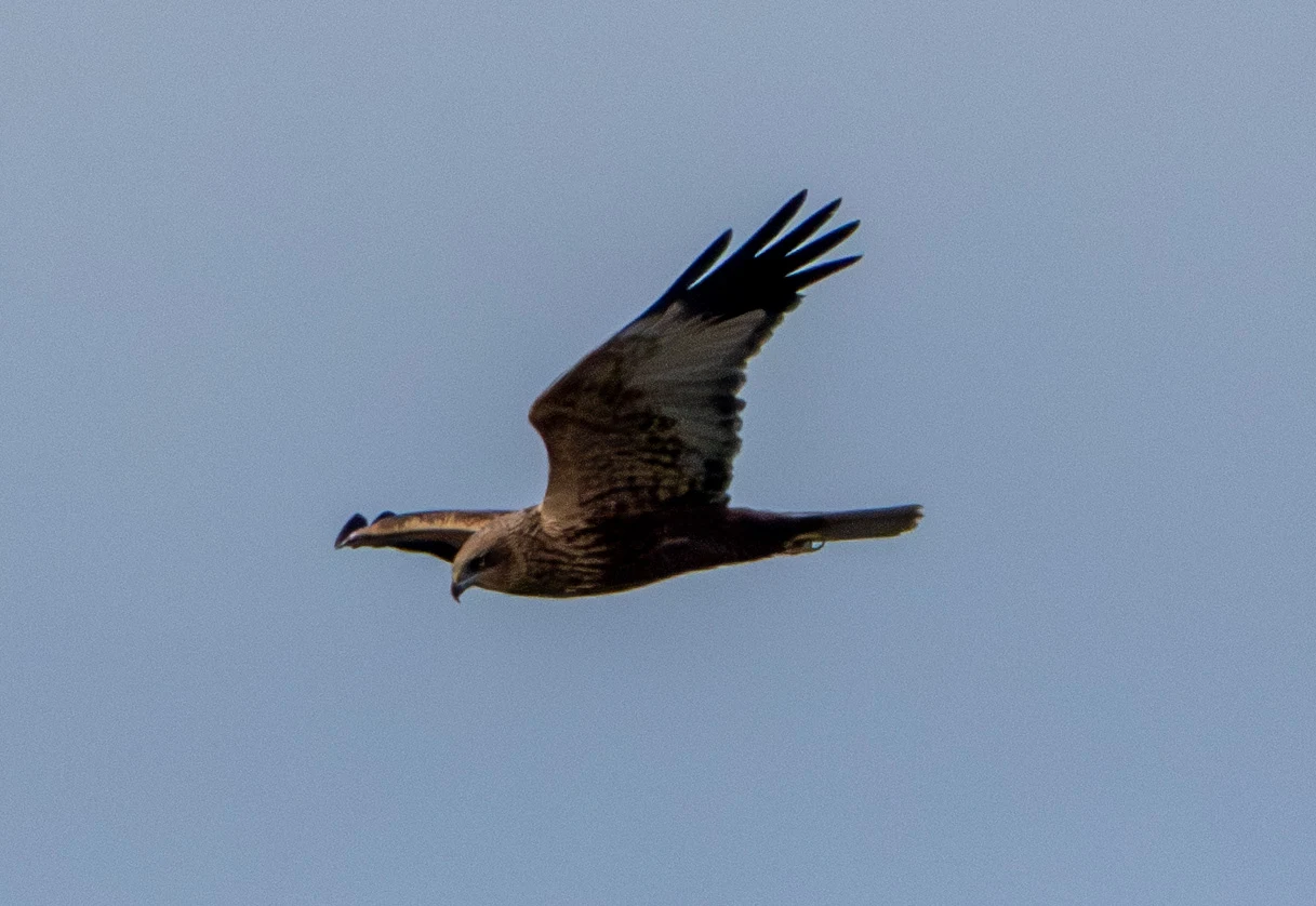 Black Kite, Zeeland, Netherlands — photo by Adam Prugel-Bennett