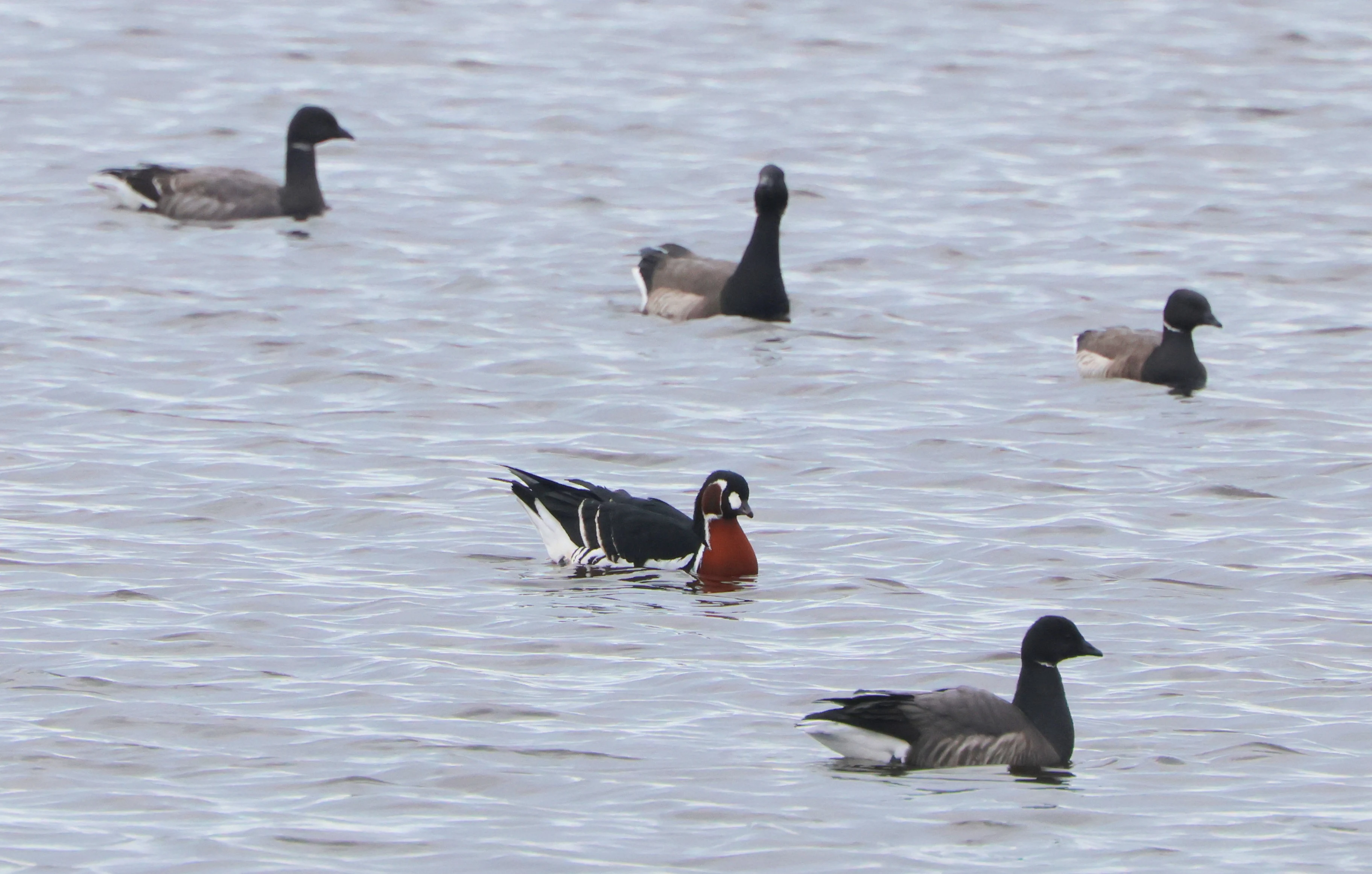 Red-breasted goose with Brent Geese, Lymington, New Forest, UK — photo by Adam Prugel-Bennett