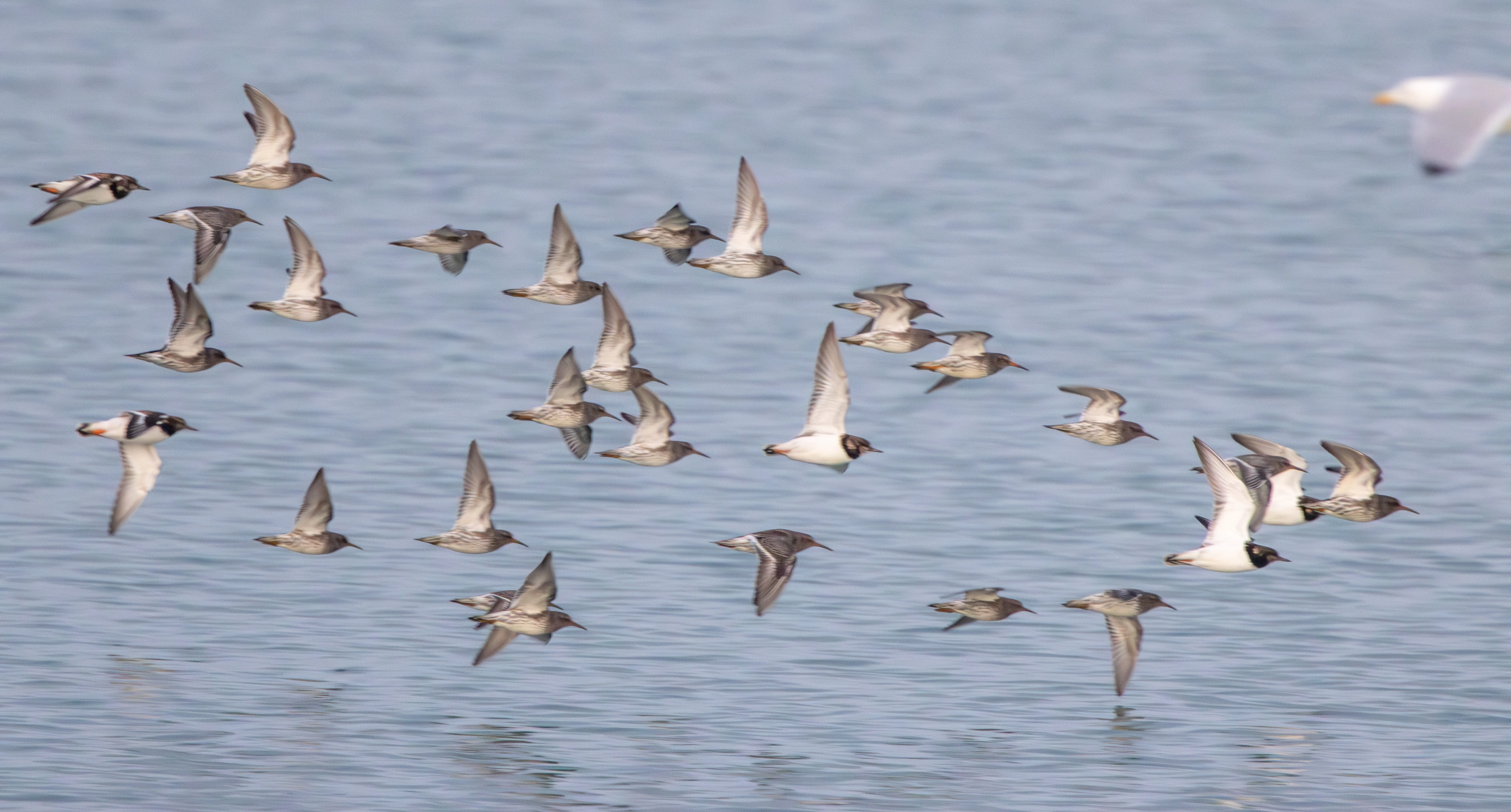 Purple Sandpipers and Ruddy Turnstone in flight, Zeeland, Netherlands — photo by Adam Prugel-Bennett