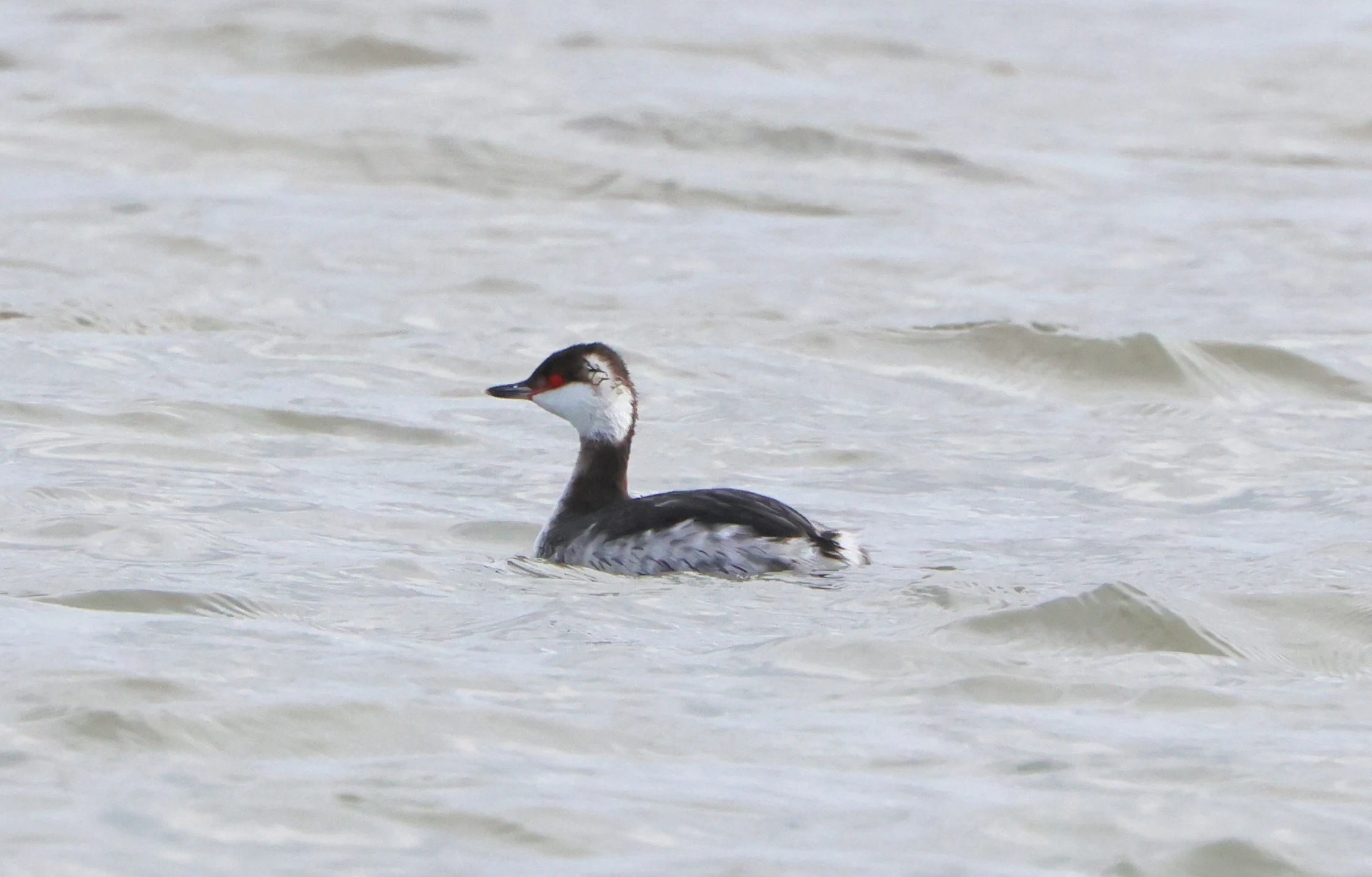 Slavonian Grebe, Lymington, New Forest, UK — photo by Adam Prugel-Bennett