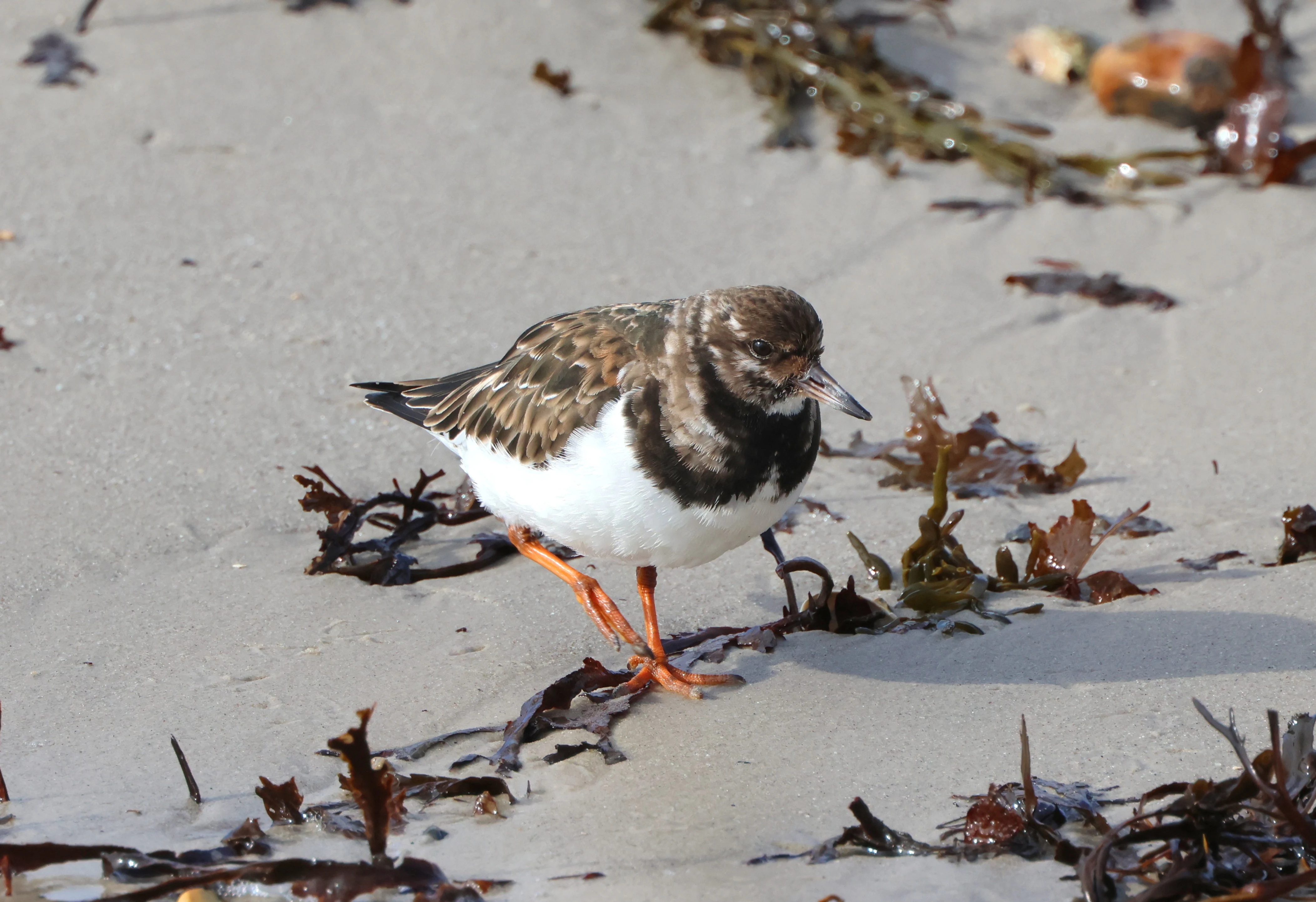 Ruddy Turnstone, Lymington, New Forest, UK — photo by Adam Prugel-Bennett