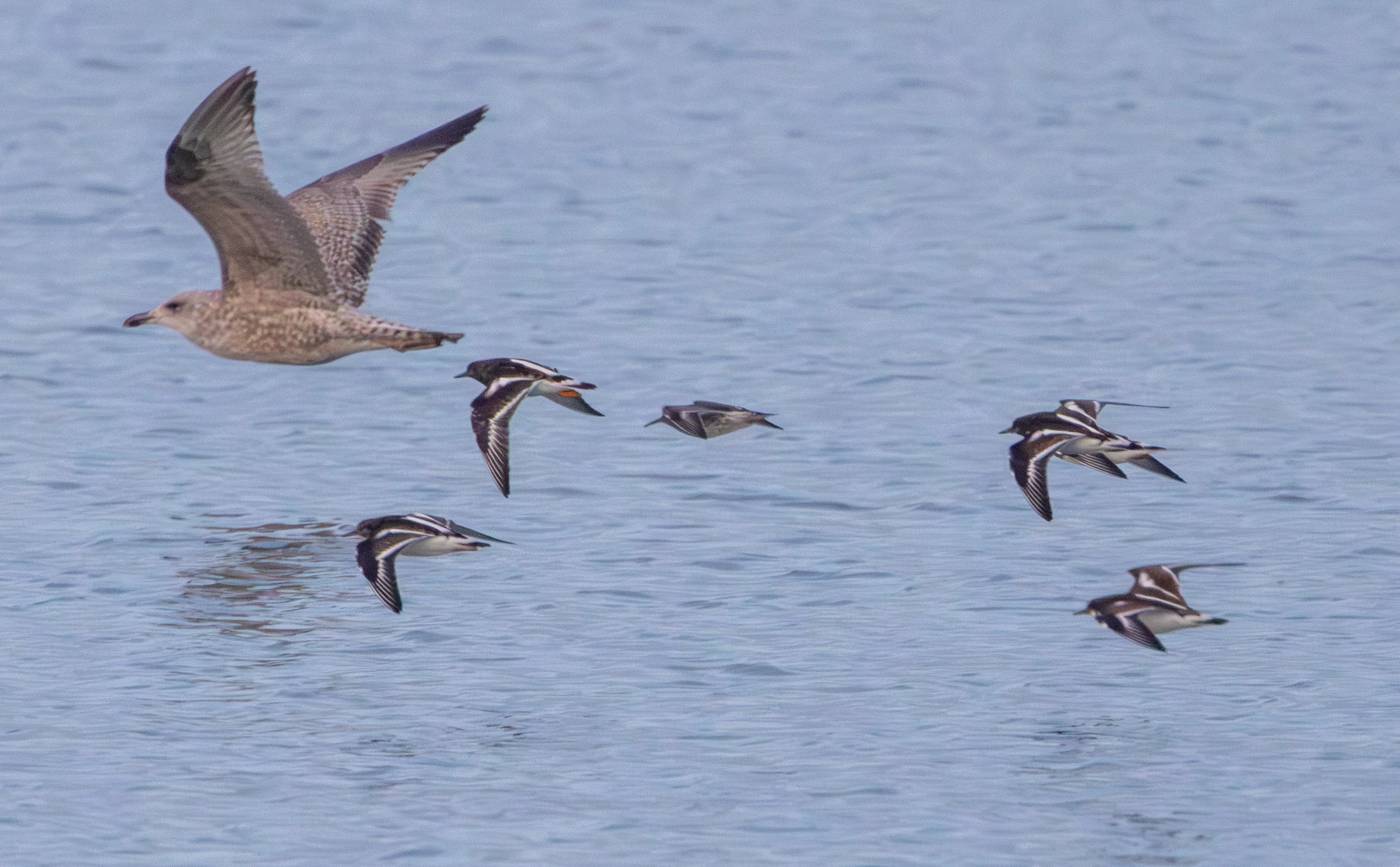 Juvenile Gull and Ruddy Turnstones in flight, Zeeland, Netherlands — photo by Adam Prugel-Bennett