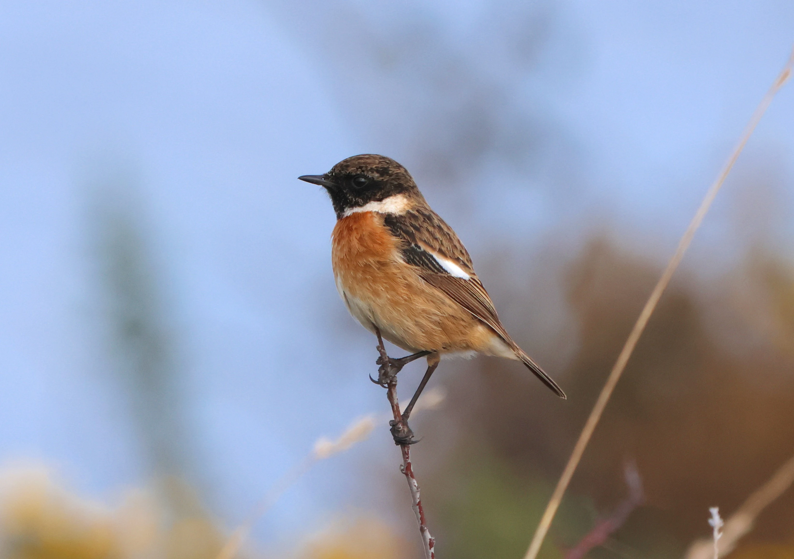 Stonechat, Lymington, New Forest, UK — photo by Adam Prugel-Bennett