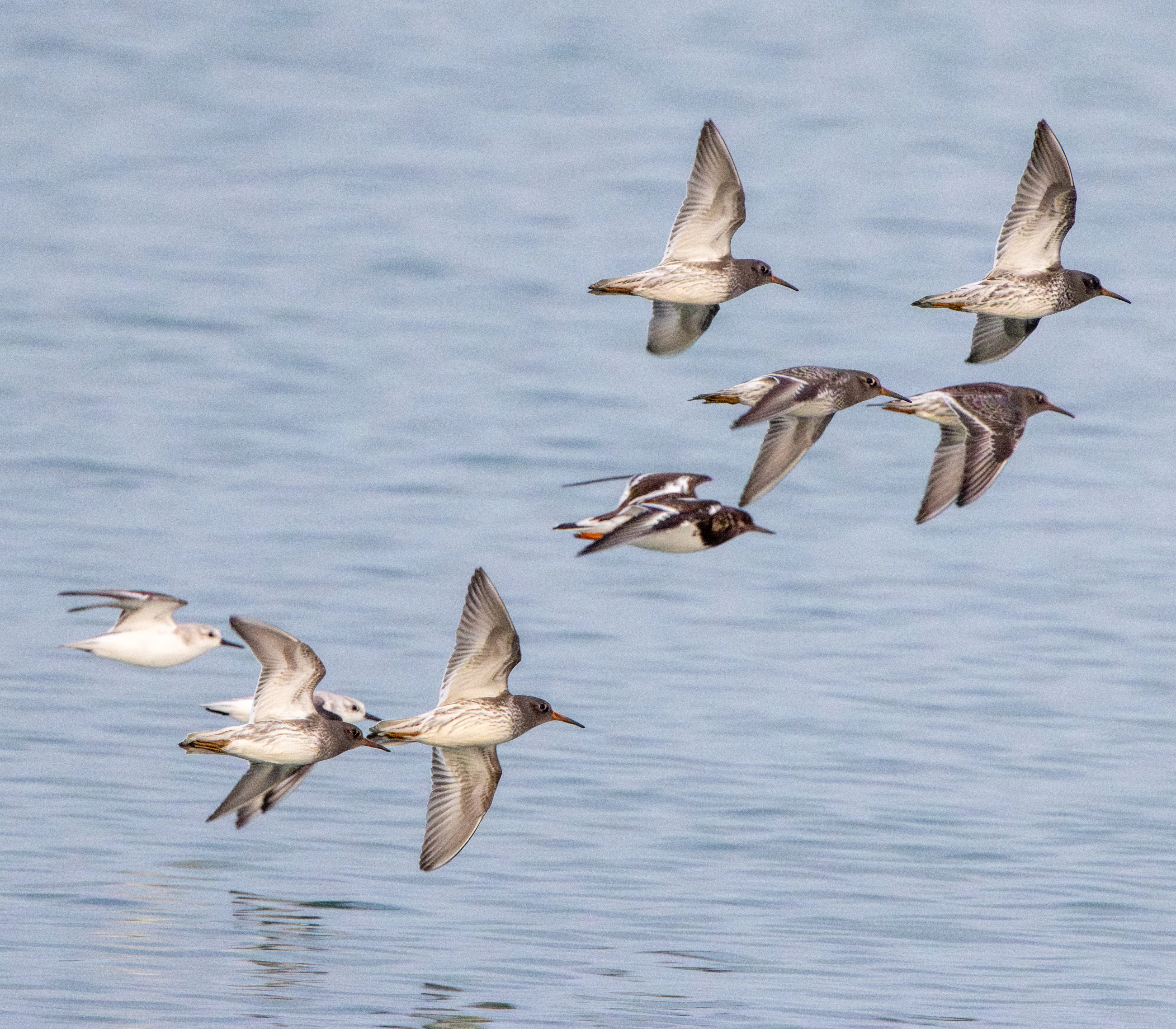 Purple Sandpipers and Ruddy Turnstone in flight, Zeeland, Netherlands — photo by Adam Prugel-Bennett