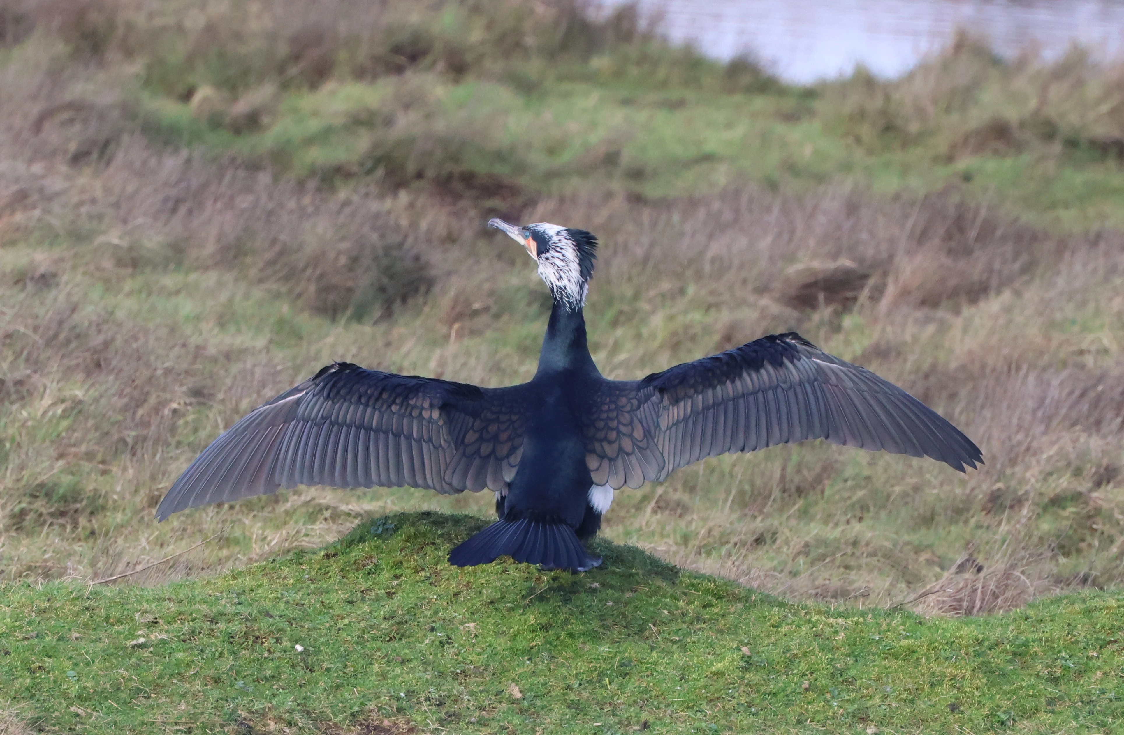 Great Cormorant, Lymington, New Forest, UK — photo by Adam Prugel-Bennett