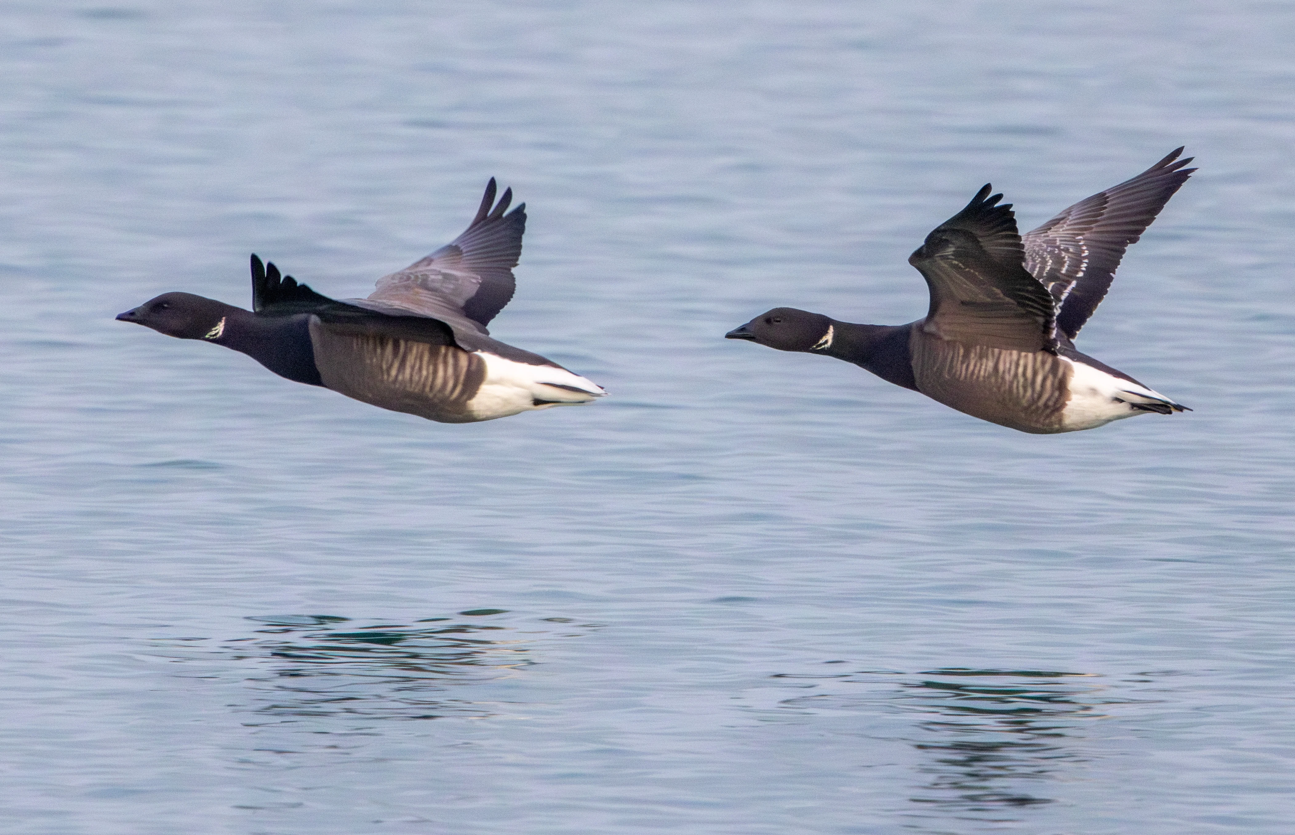 Dark-bellied Brent Geese, Zeeland, Netherlands — photo by Adam Prugel-Bennett
