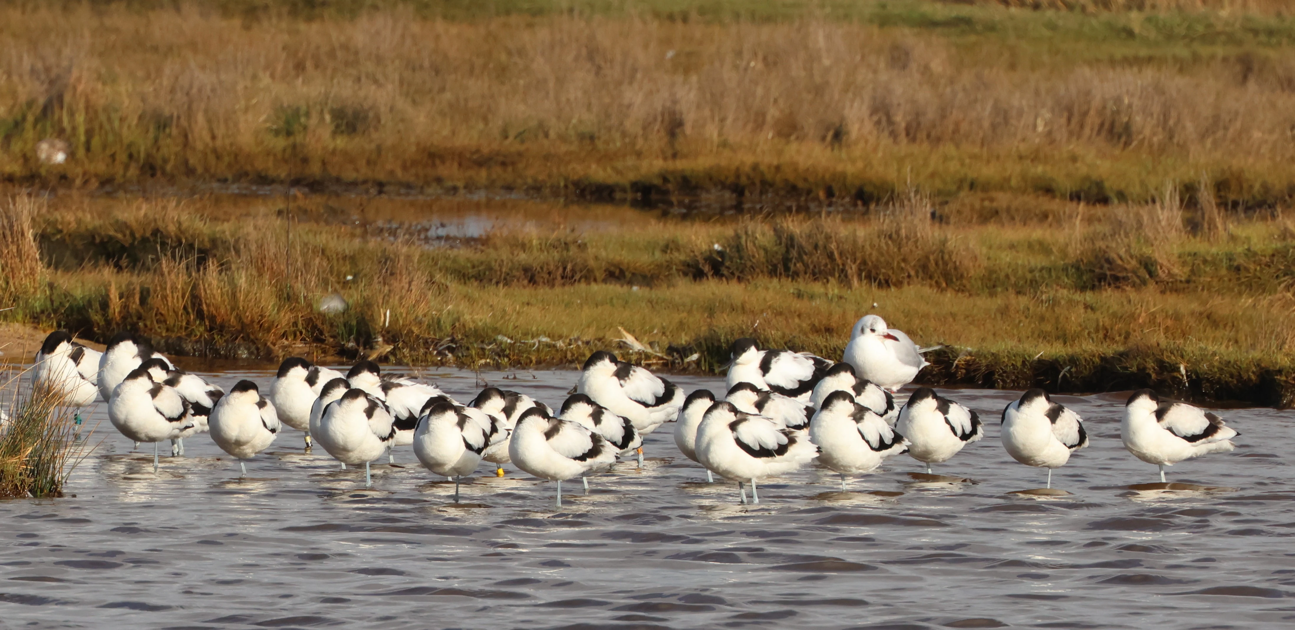Avocet, Lymington, New Forest, UK — photo by Adam Prugel-Bennett