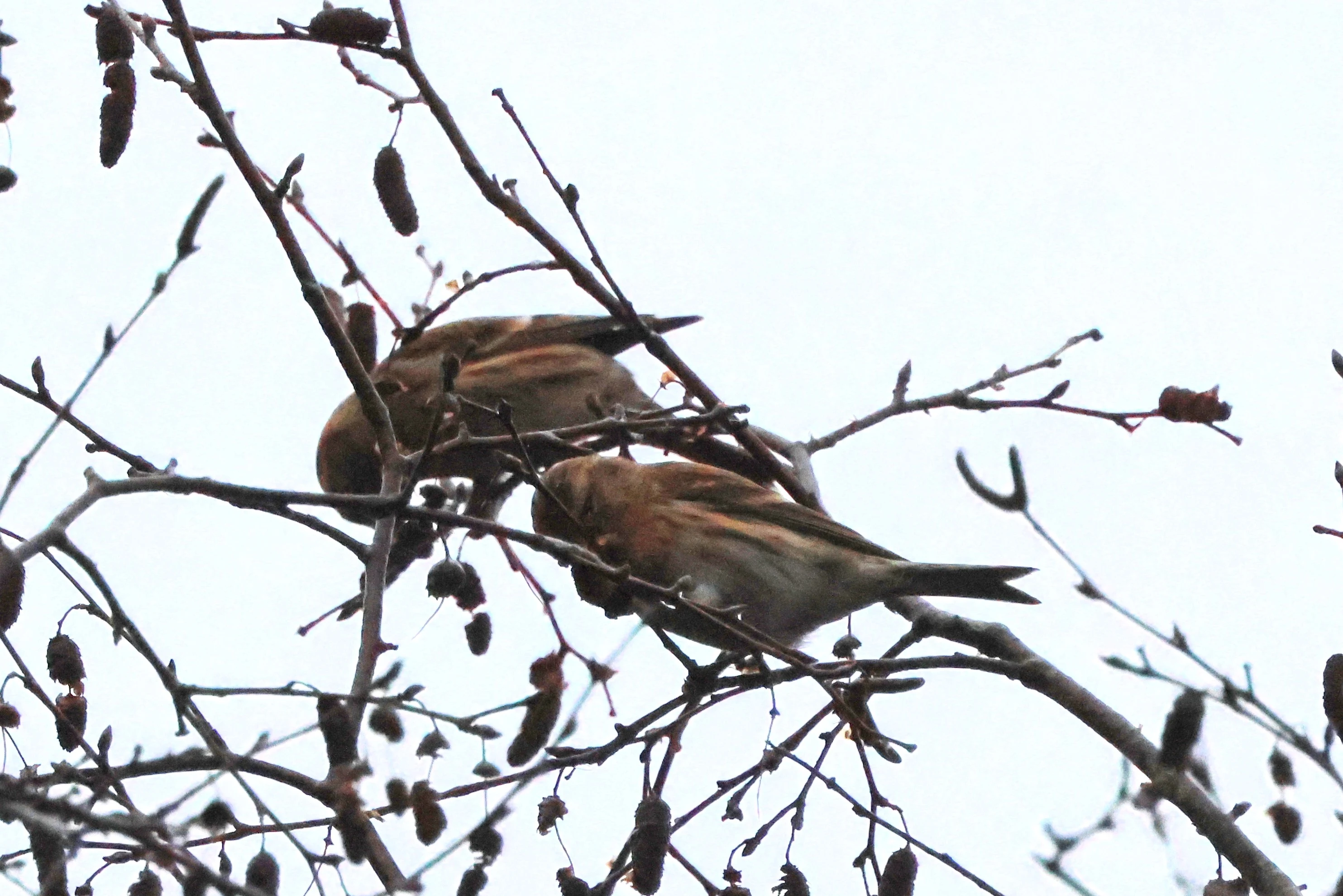 Redpoll, Beaulieu Road Station, New Forest, UK — photo by Adam Prugel-Bennett