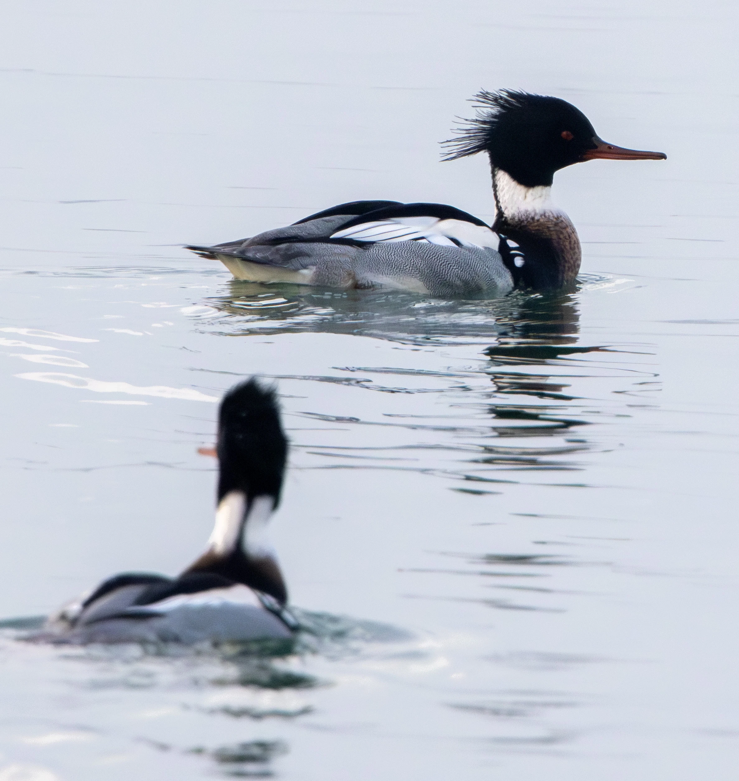 Red-breasted Merganser, Zeeland, Netherlands — photo by Adam Prugel-Bennett