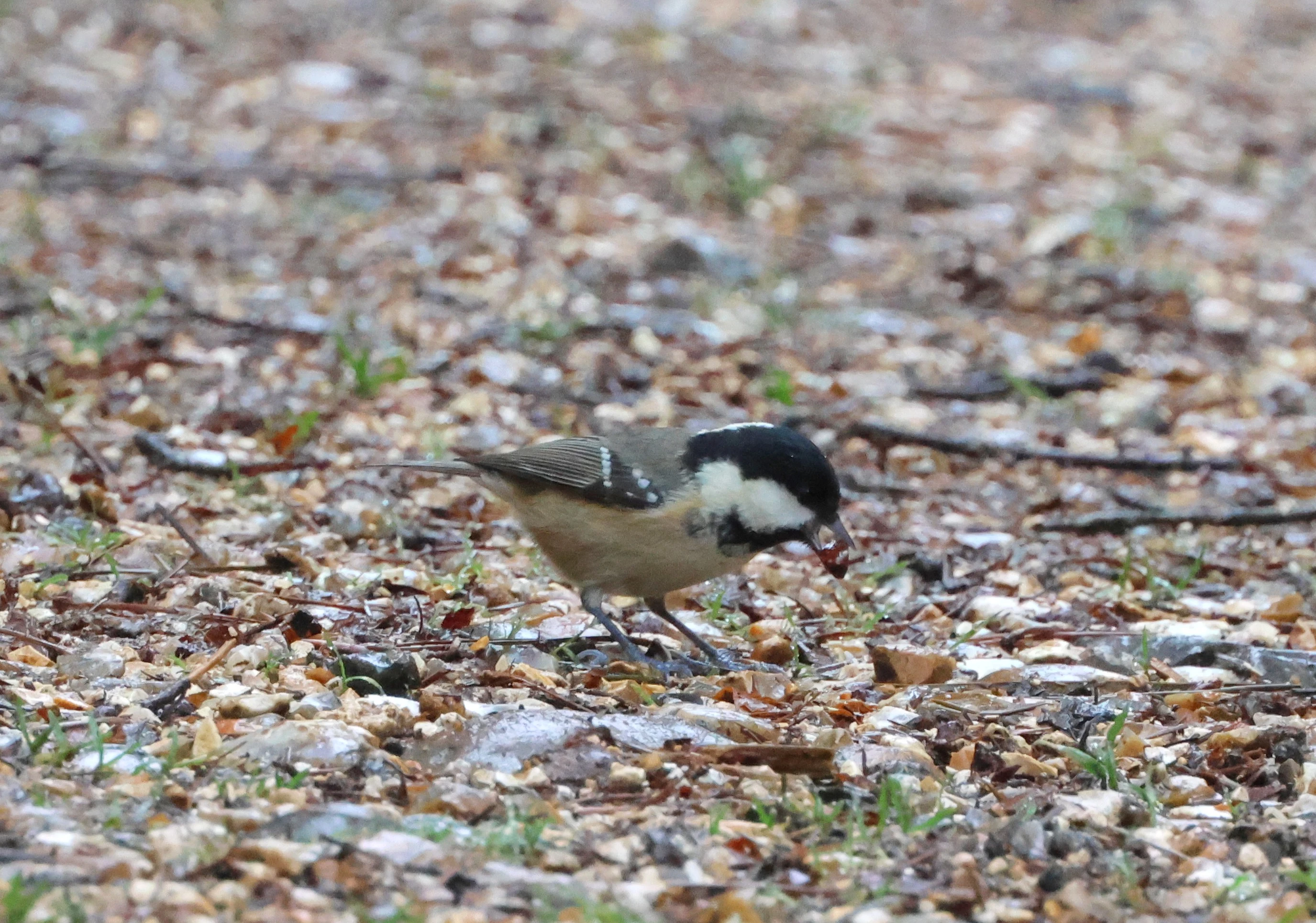 Coal Tit, Beaulieu Road Station, New Forest, UK — photo by Adam Prugel-Bennett