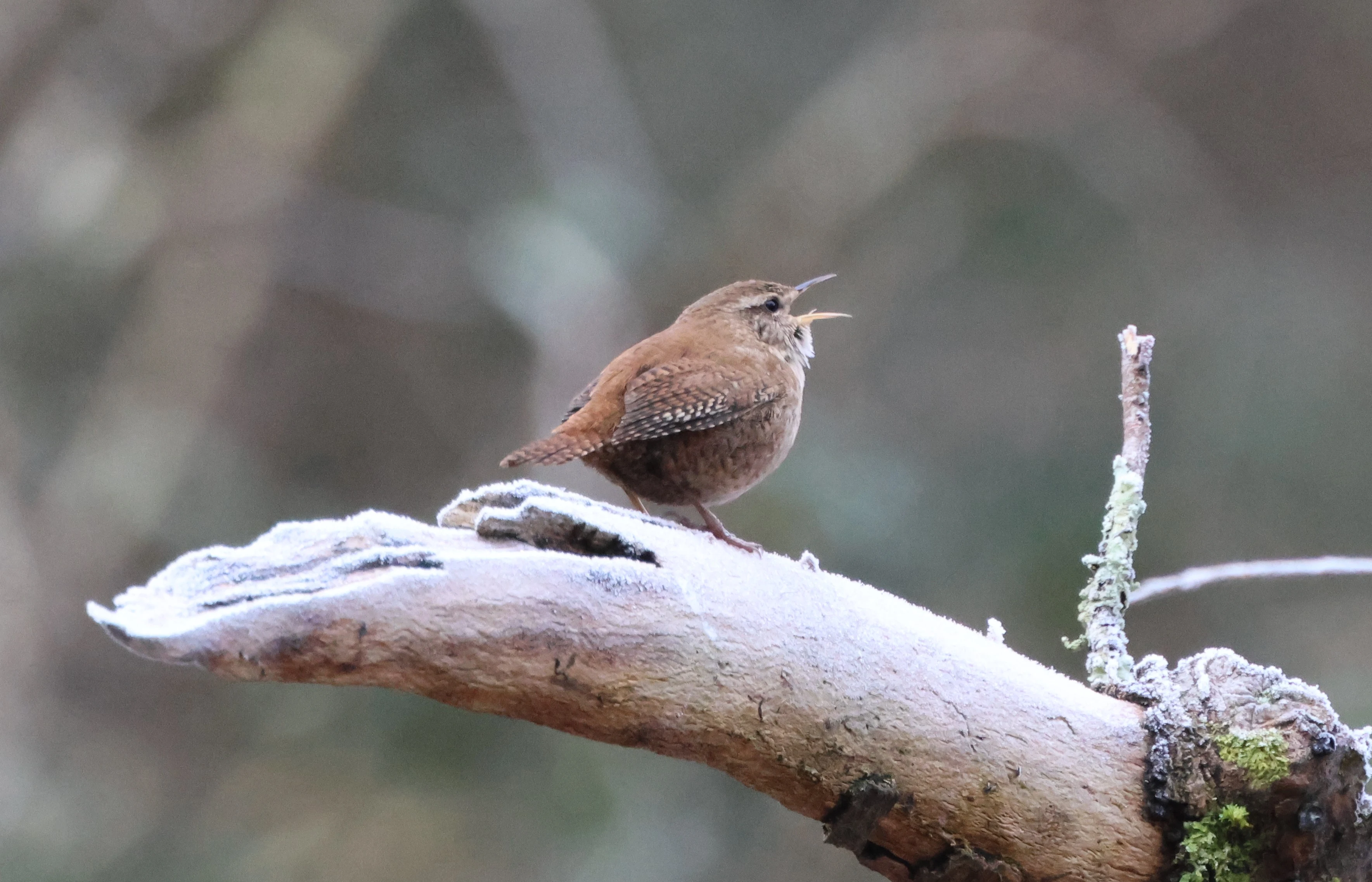 Wren, Acres Down, Minstead, New Forest, UK — photo by Adam Prugel-Bennett