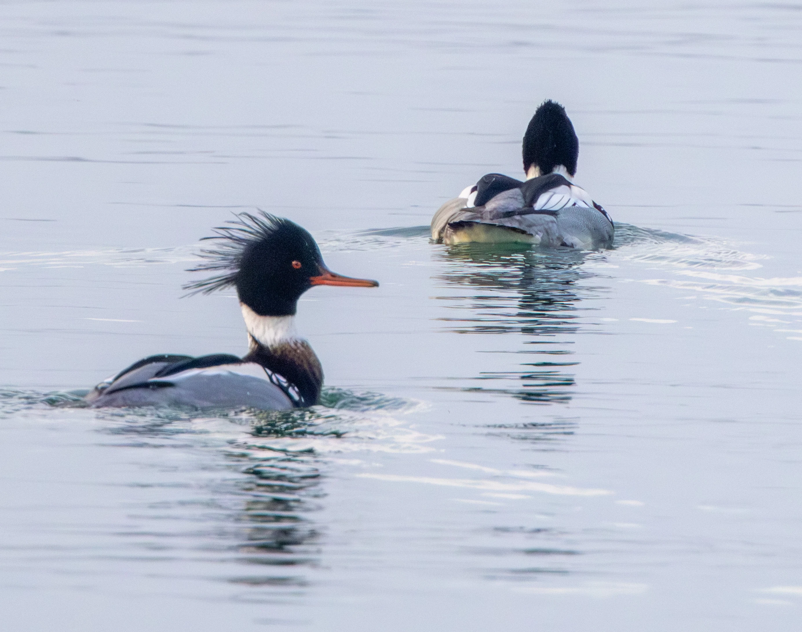 Red-breasted Merganser, Zeeland, Netherlands — photo by Adam Prugel-Bennett