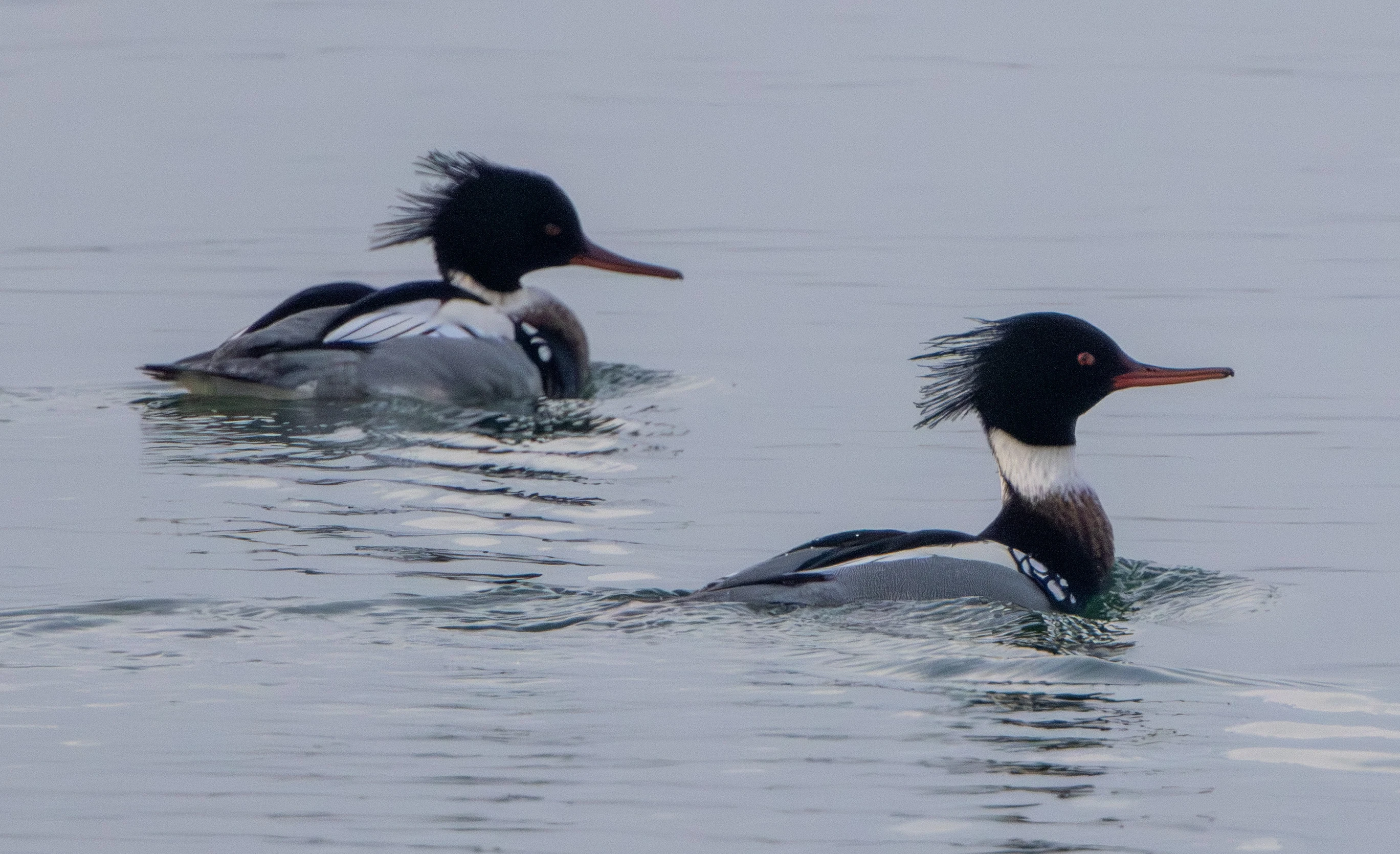 Red-breasted Merganser, Zeeland, Netherlands — photo by Adam Prugel-Bennett