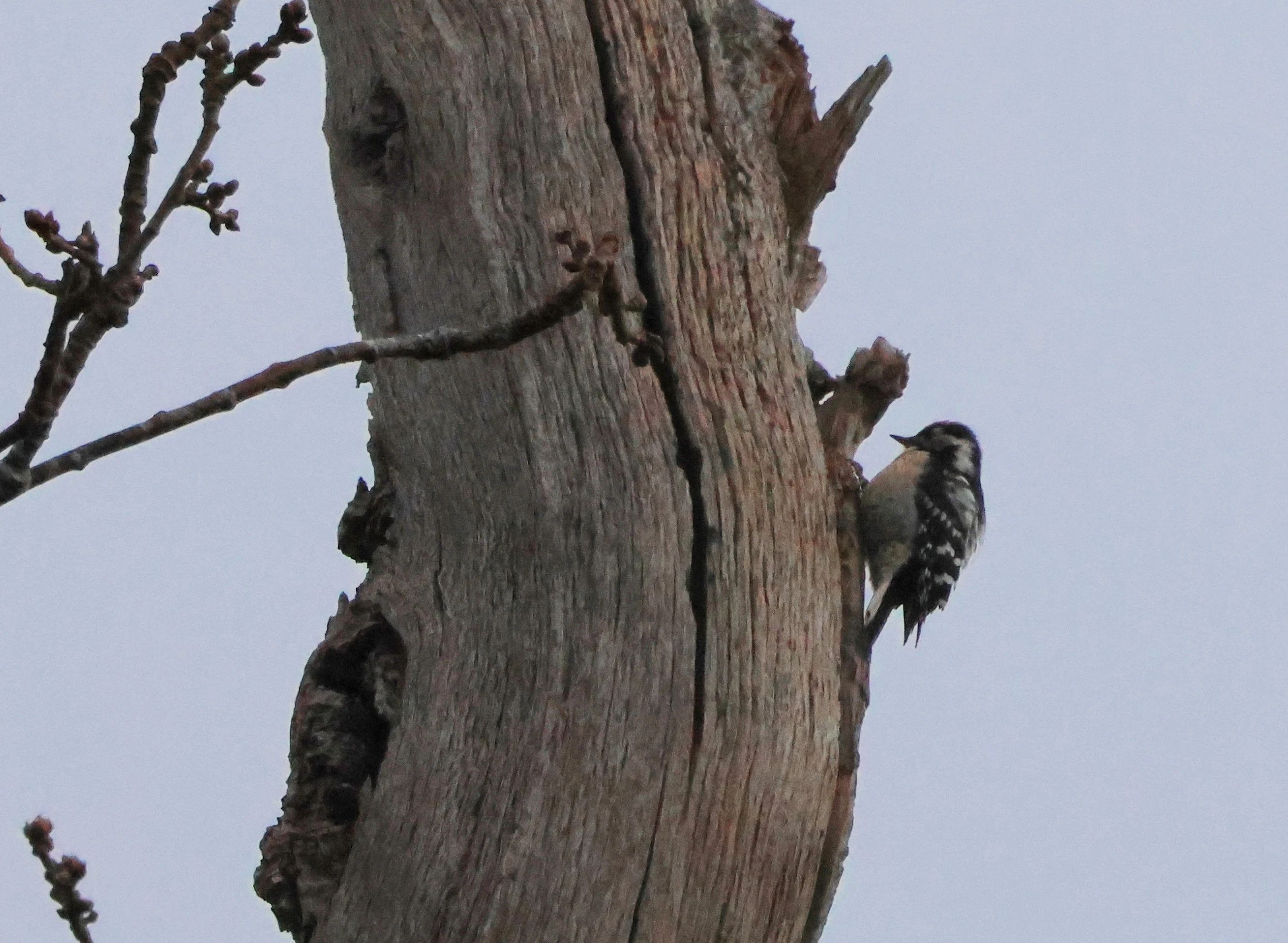 Lesser-spotted Woodpecker, Acres Down, Minstead, New Forest, UK — photo by Adam Prugel-Bennett