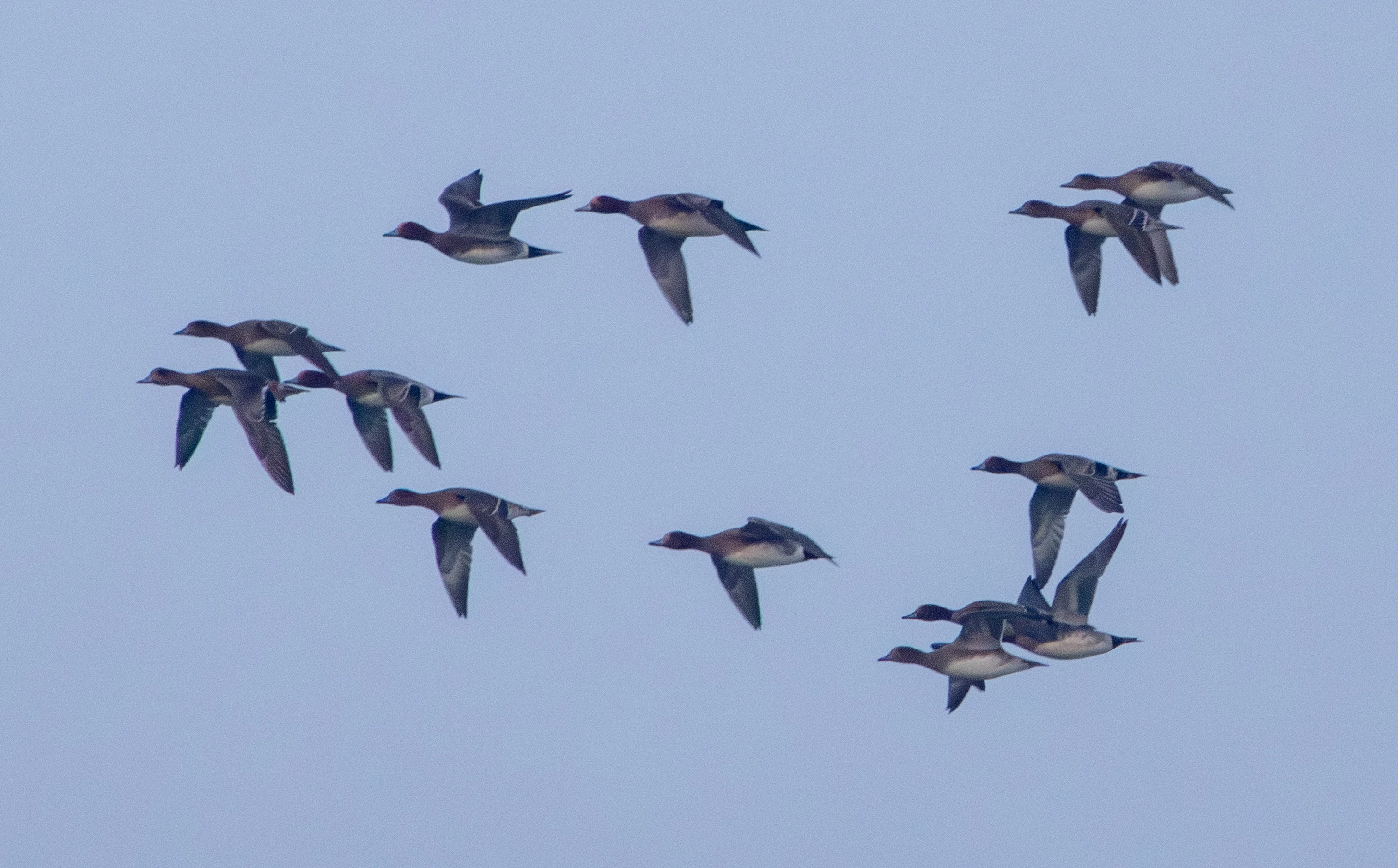 Eurasian Wigeon, Zeeland, Netherlands — photo by Adam Prugel-Bennett