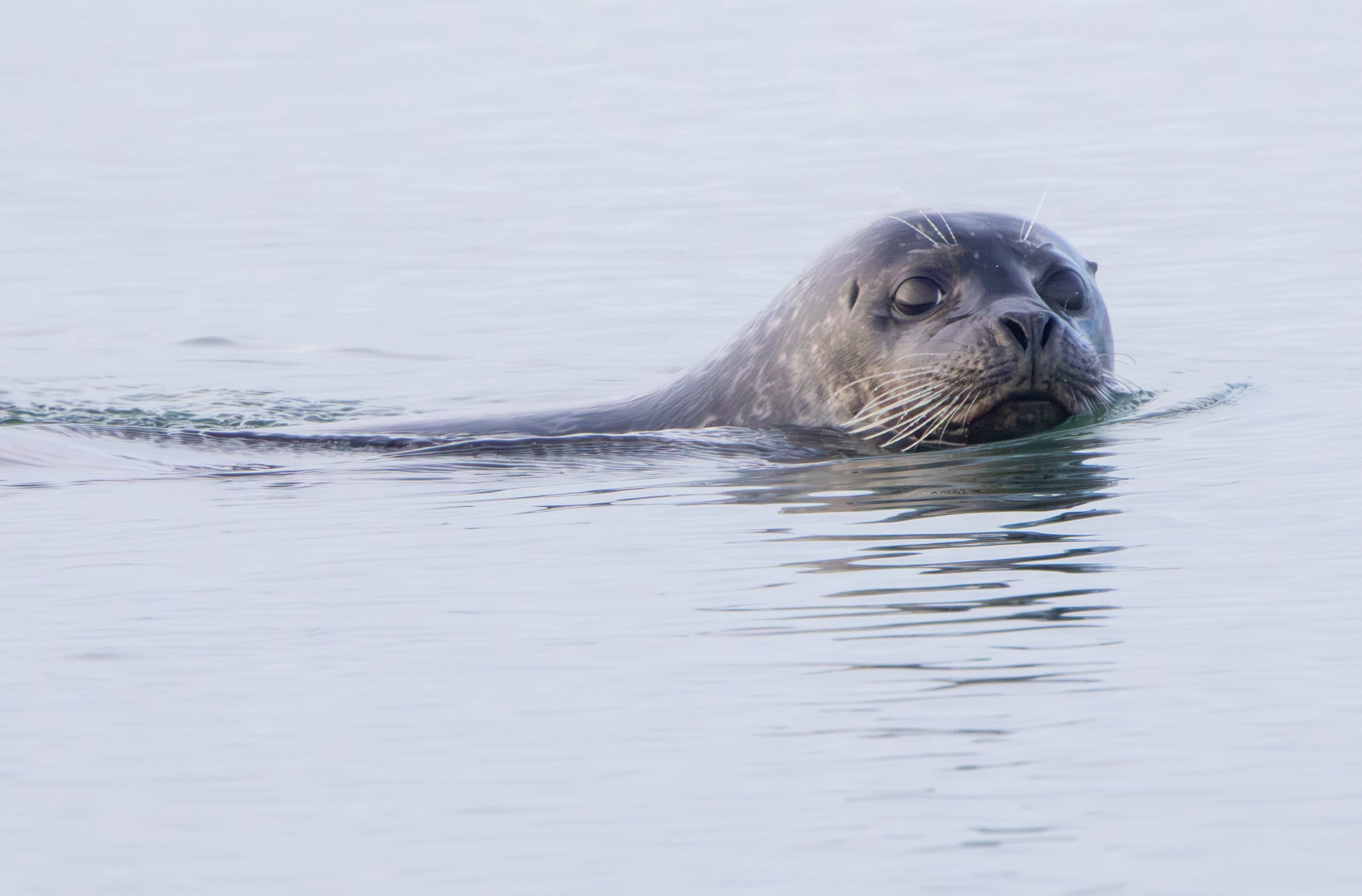Harbour Seal, Zeeland, Netherlands — photo by Adam Prugel-Bennett