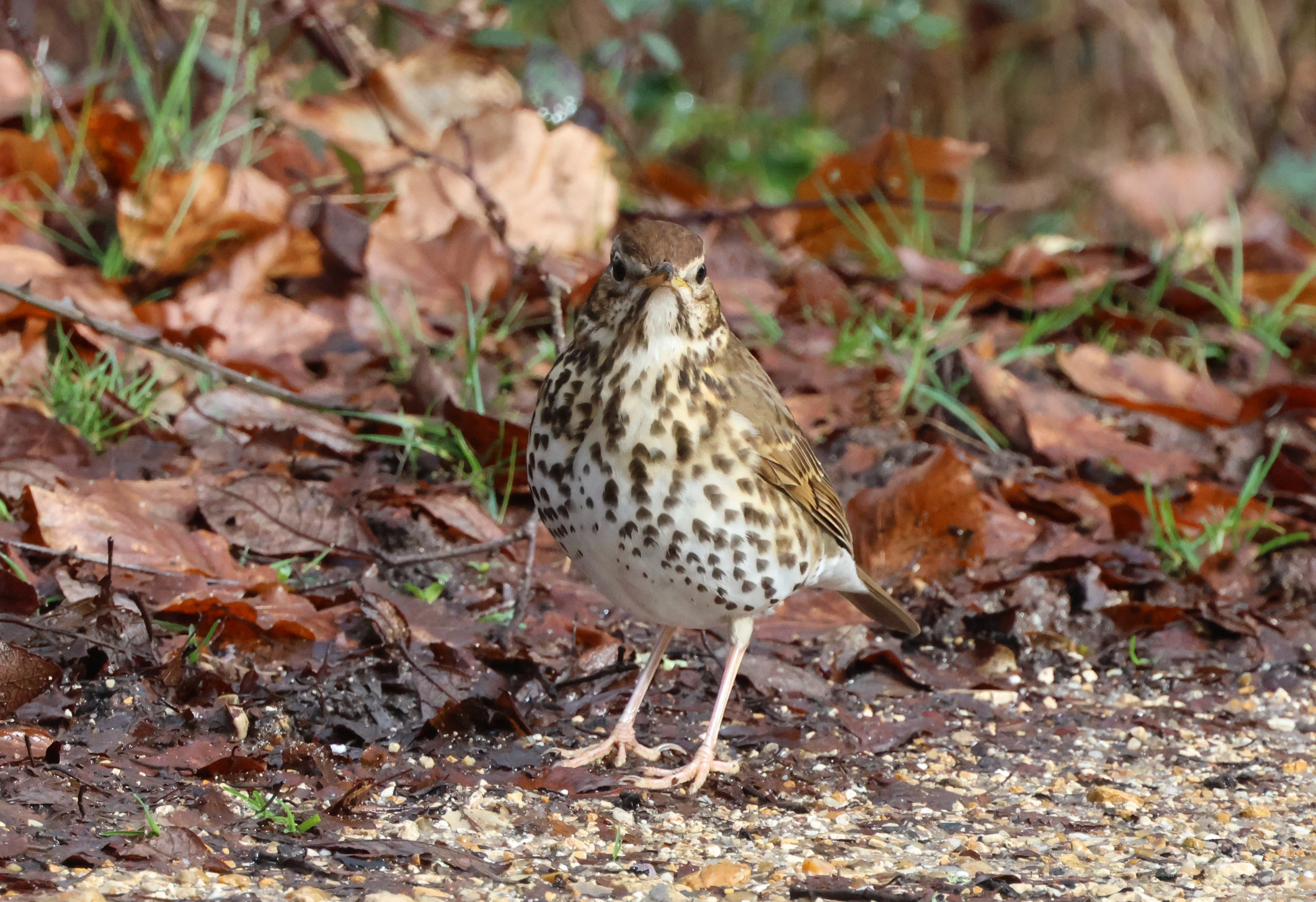 Song Thrush, Acres Down, Minstead, New Forest, UK — photo by Adam Prugel-Bennett