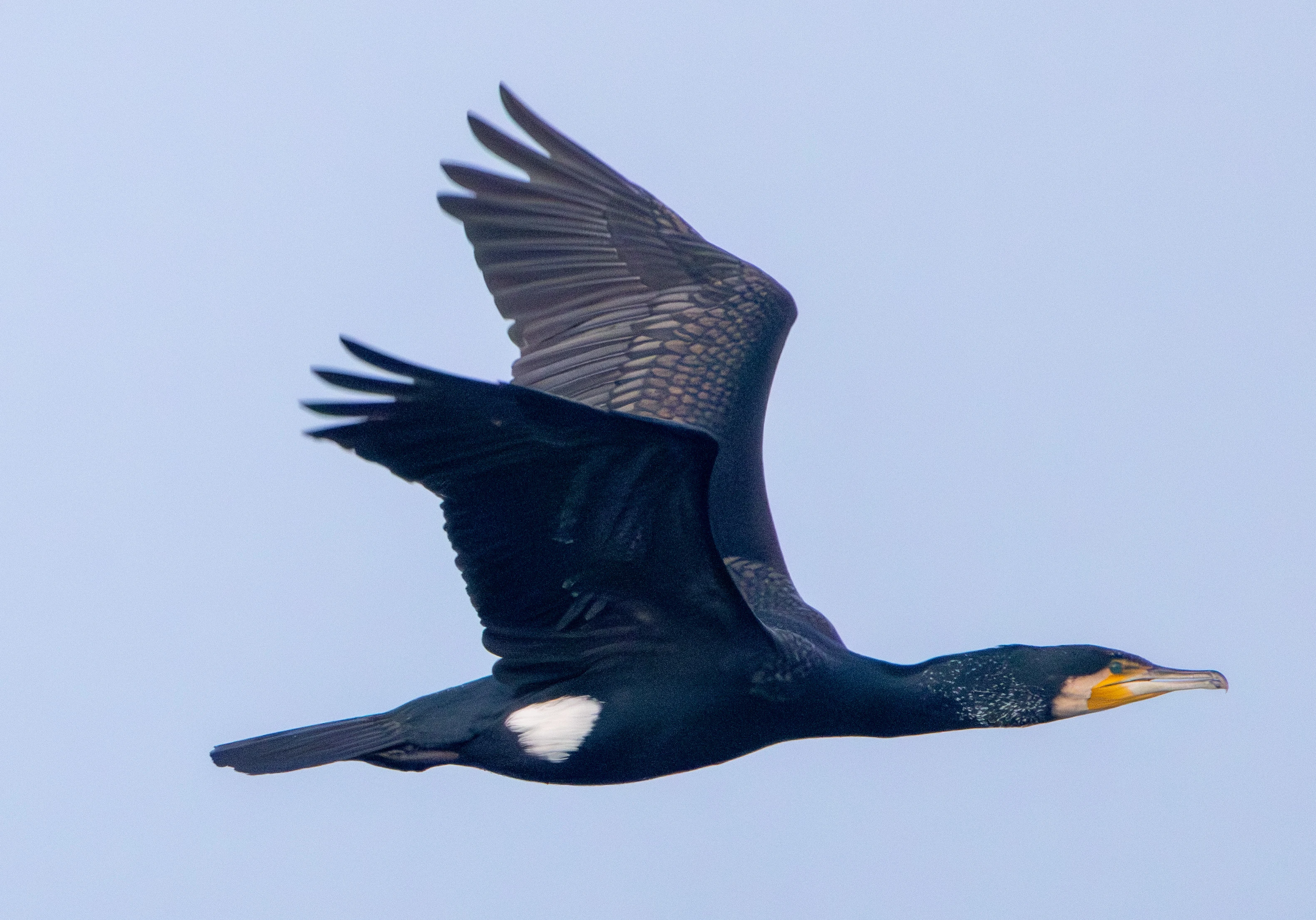 Great Cormorant, Zeeland, Netherlands — photo by Adam Prugel-Bennett