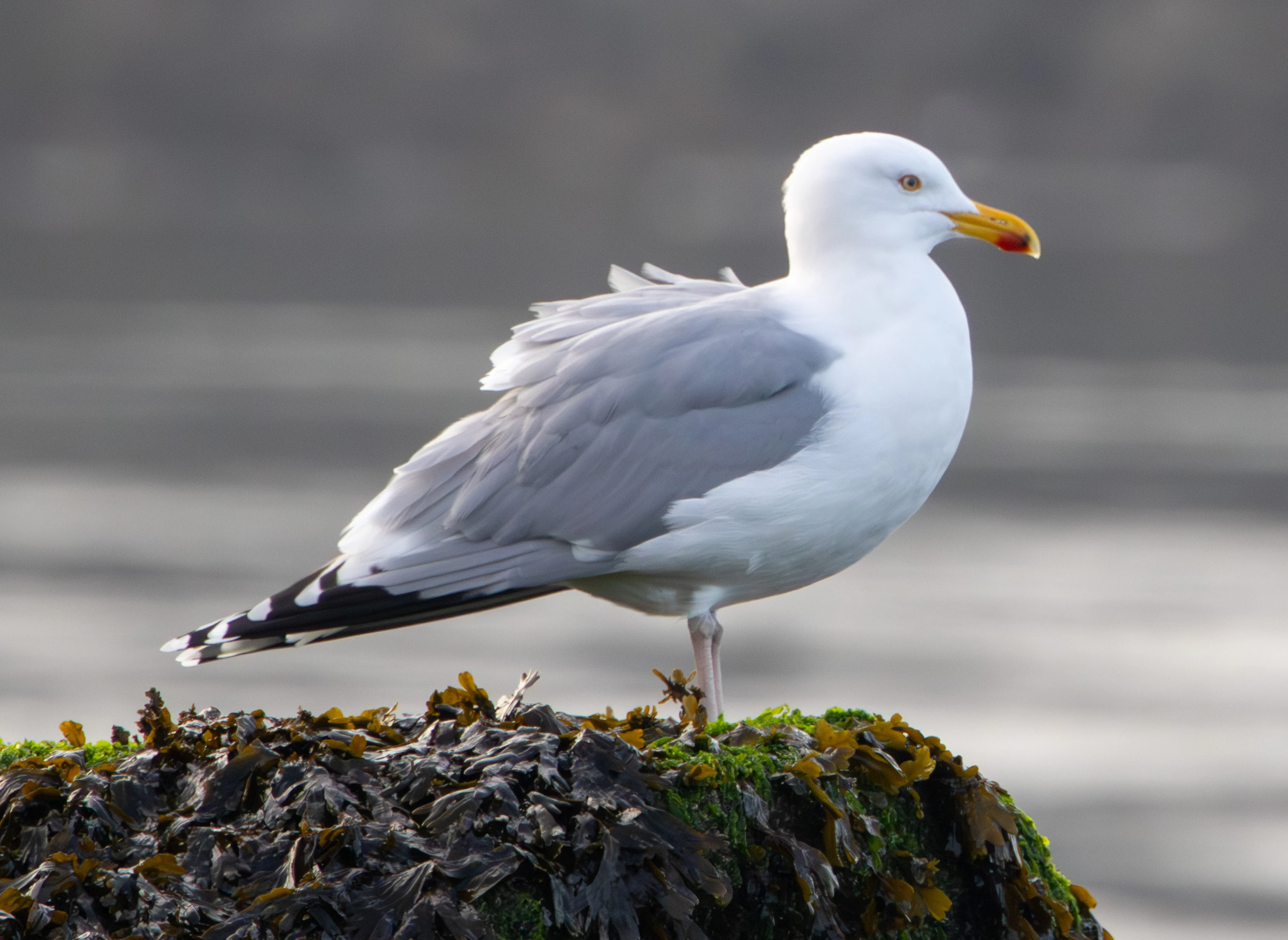 European Herring Gull, Zeeland, Netherlands — photo by Adam Prugel-Bennett