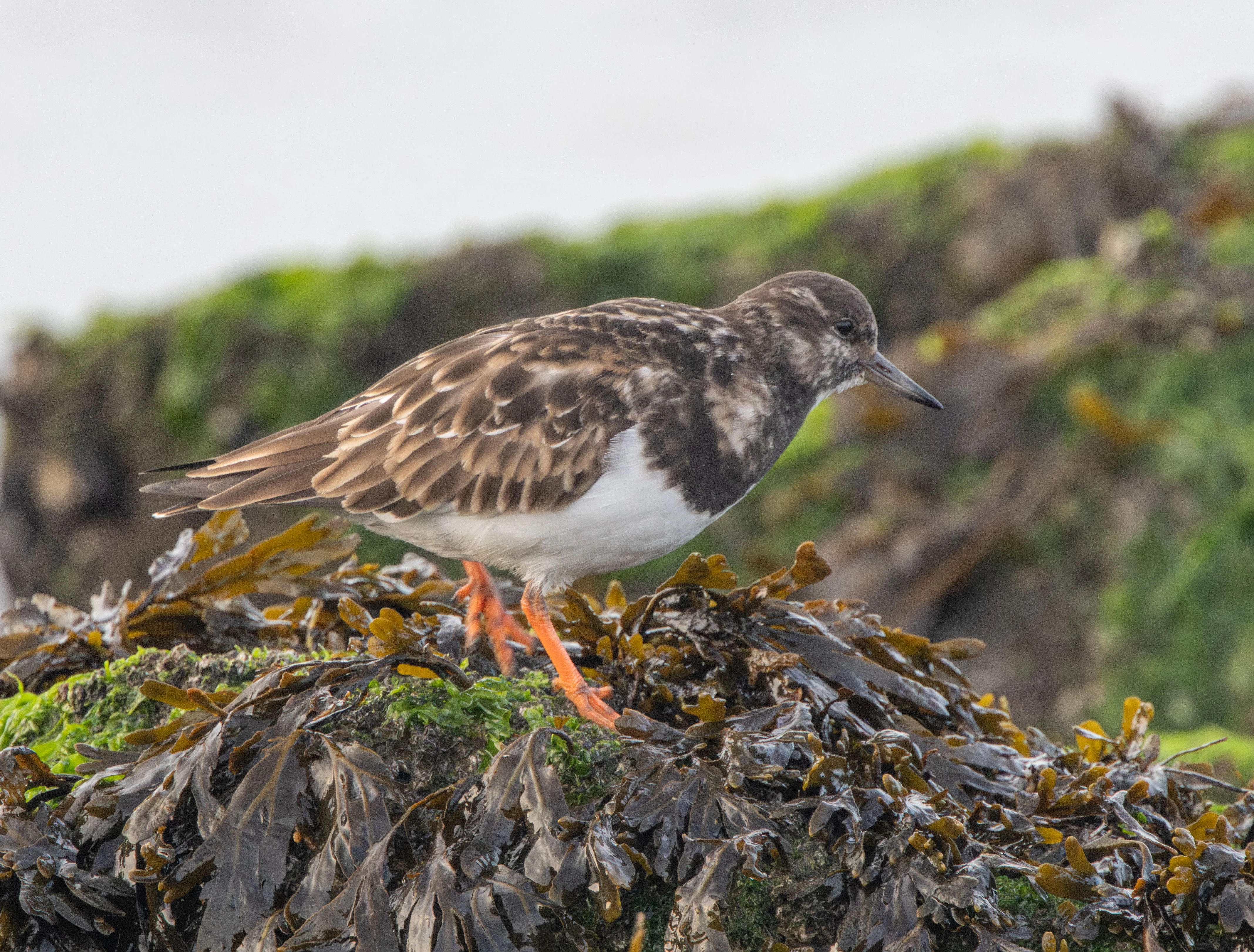 Ruddy Turnstone, Zeeland, Netherlands — photo by Adam Prugel-Bennett