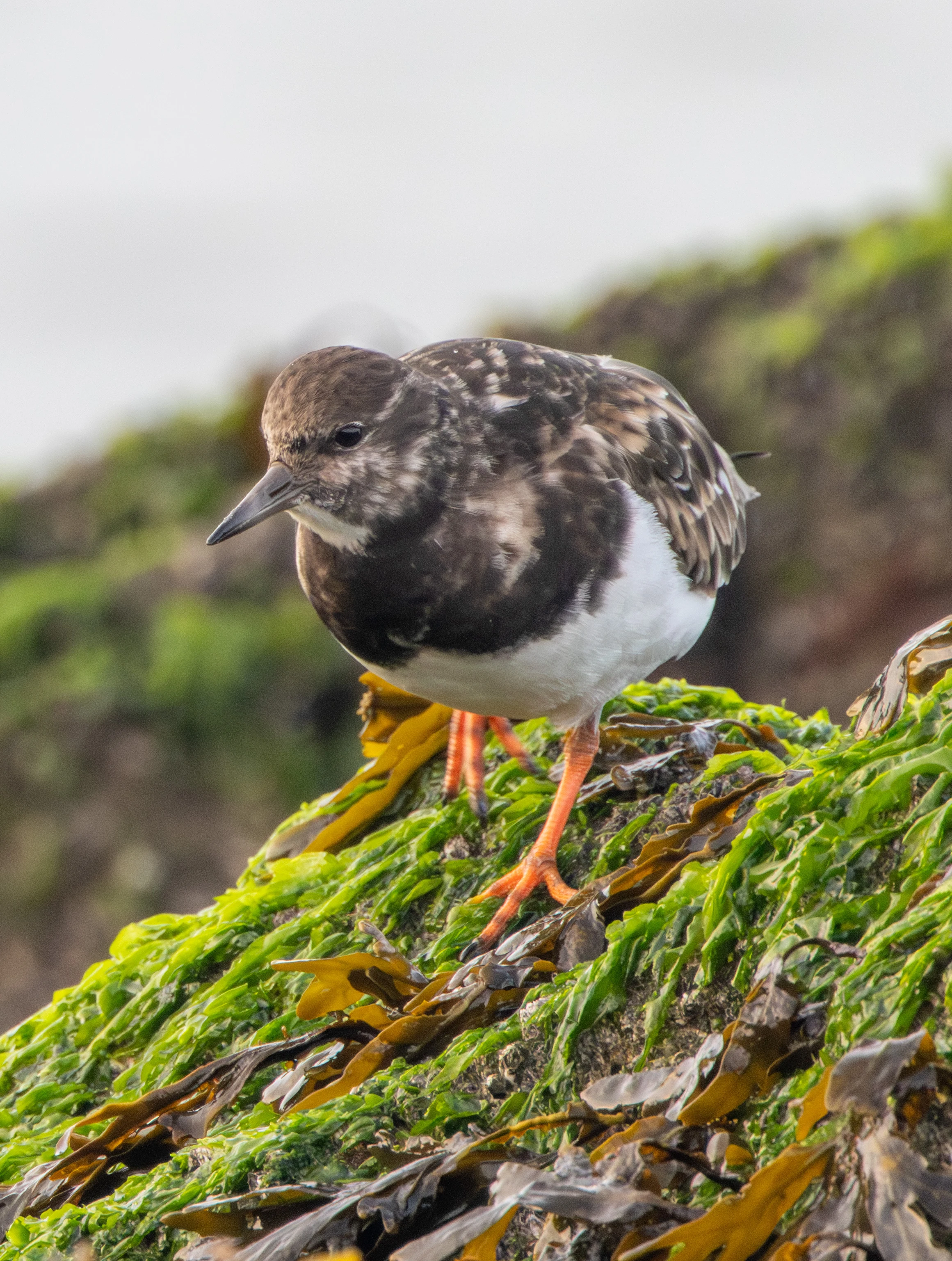 Ruddy Turnstone, Zeeland, Netherlands — photo by Adam Prugel-Bennett