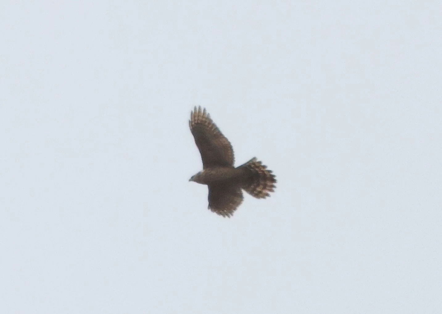 Northern goshawk, Acres Down, Minstead, New Forest, UK — photo by Adam Prugel-Bennett