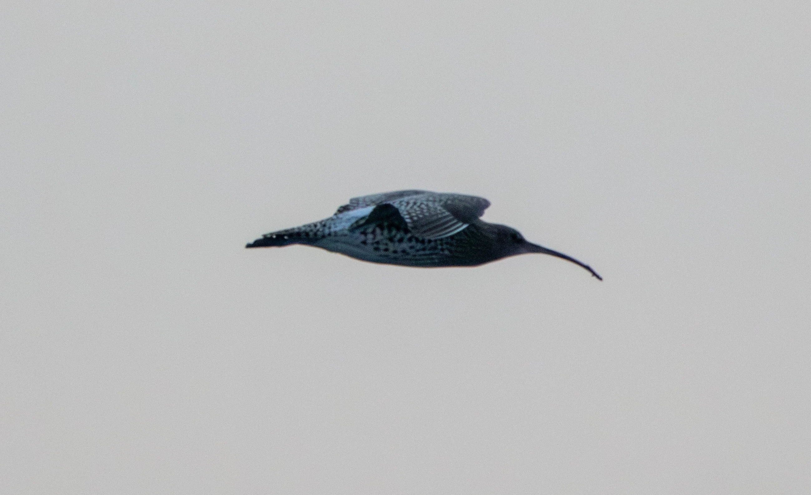 Eurasian Curlew, Zeeland, Netherlands — photo by Adam Prugel-Bennett