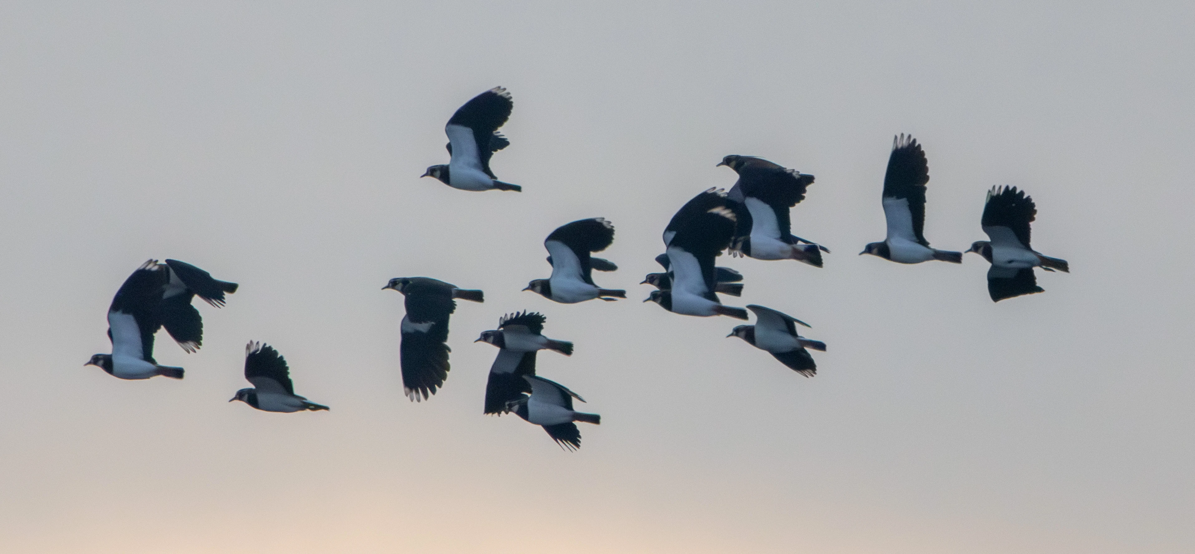 Northern Lapwings, Zeeland, Netherlands — photo by Adam Prugel-Bennett