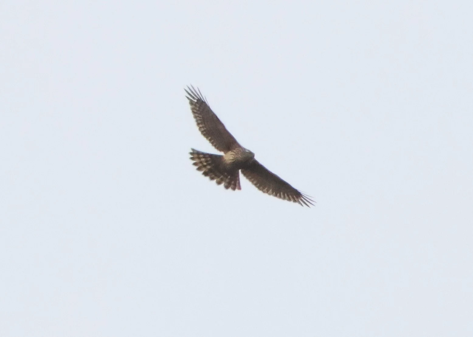 Northern goshawk, Acres Down, Minstead, New Forest, UK — photo by Adam Prugel-Bennett