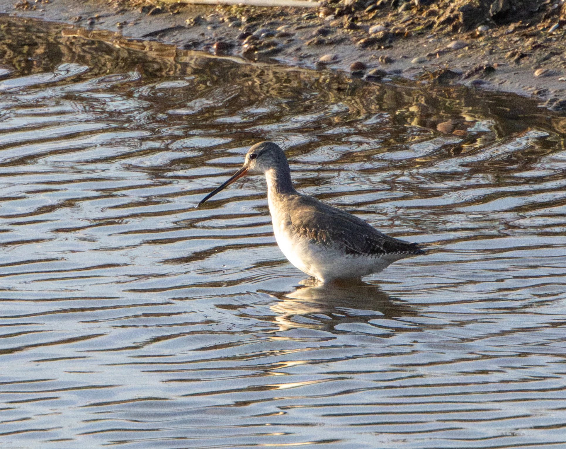 Common Greenshank, Zeeland, Netherlands — photo by Adam Prugel-Bennett