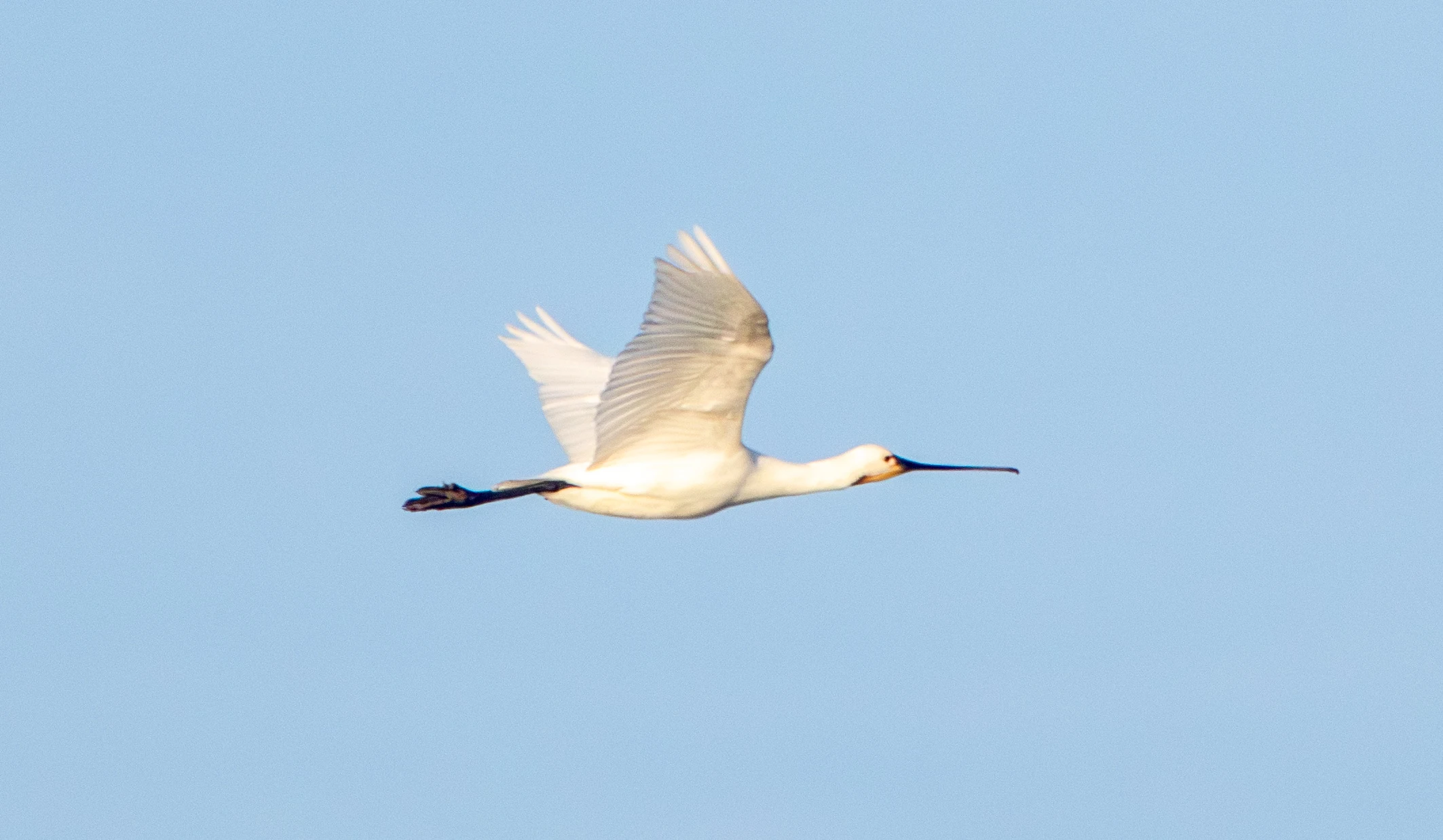 Eurasian Spoonbill, Zeeland, Netherlands — photo by Adam Prugel-Bennett