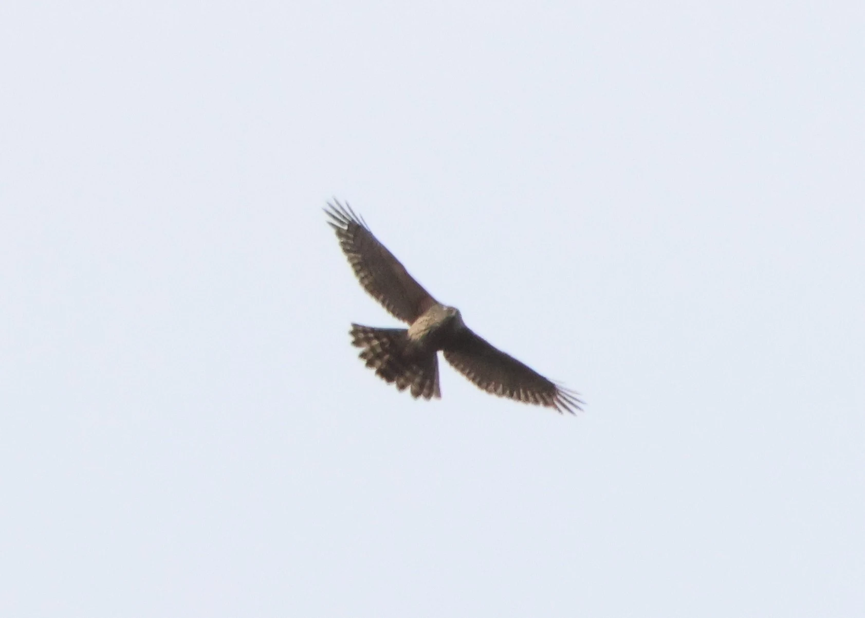 Northern goshawk, Acres Down, Minstead, New Forest, UK — photo by Adam Prugel-Bennett