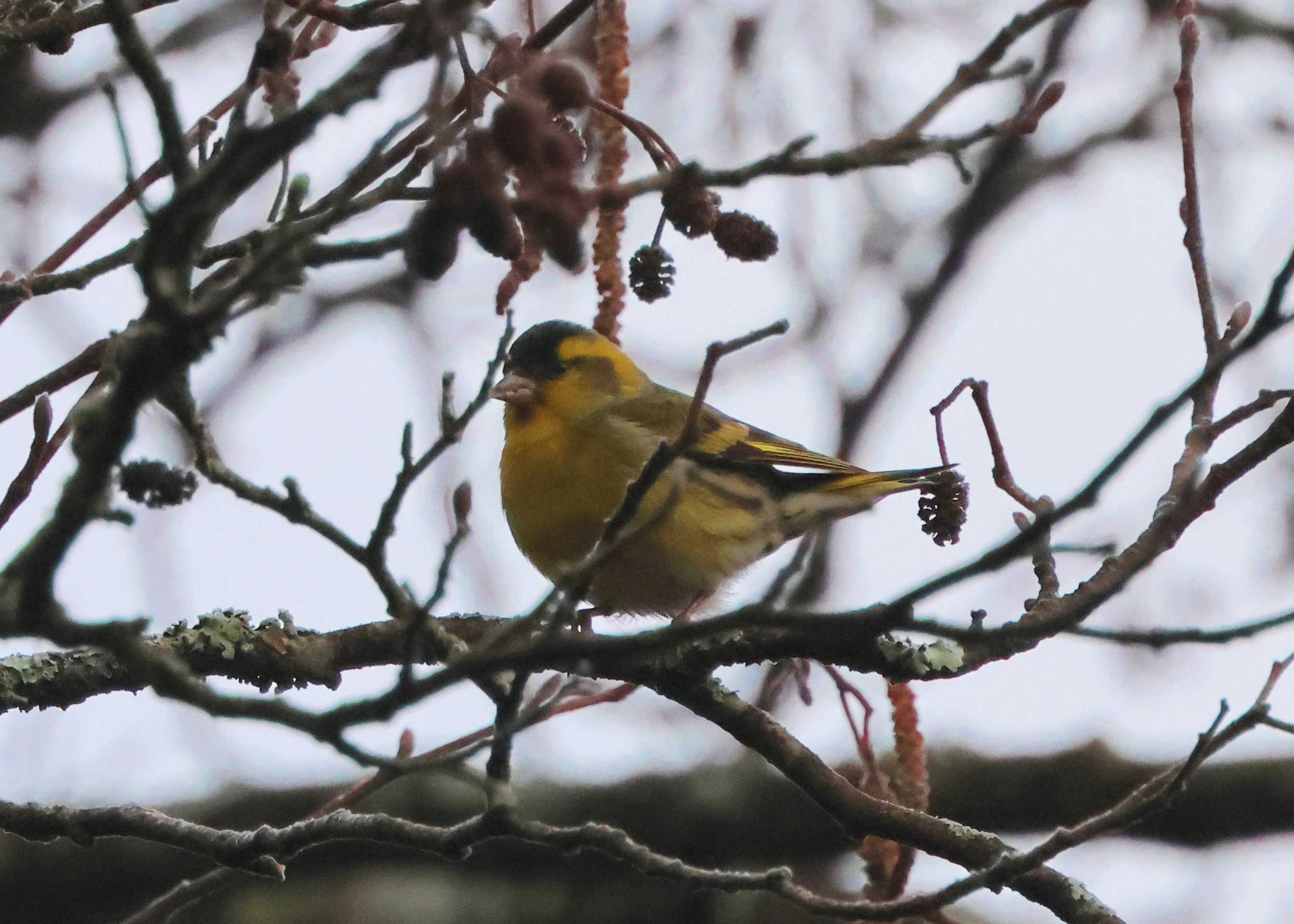 Siskin, Beaulieu Road Station, New Forest, UK — photo by Adam Prugel-Bennett