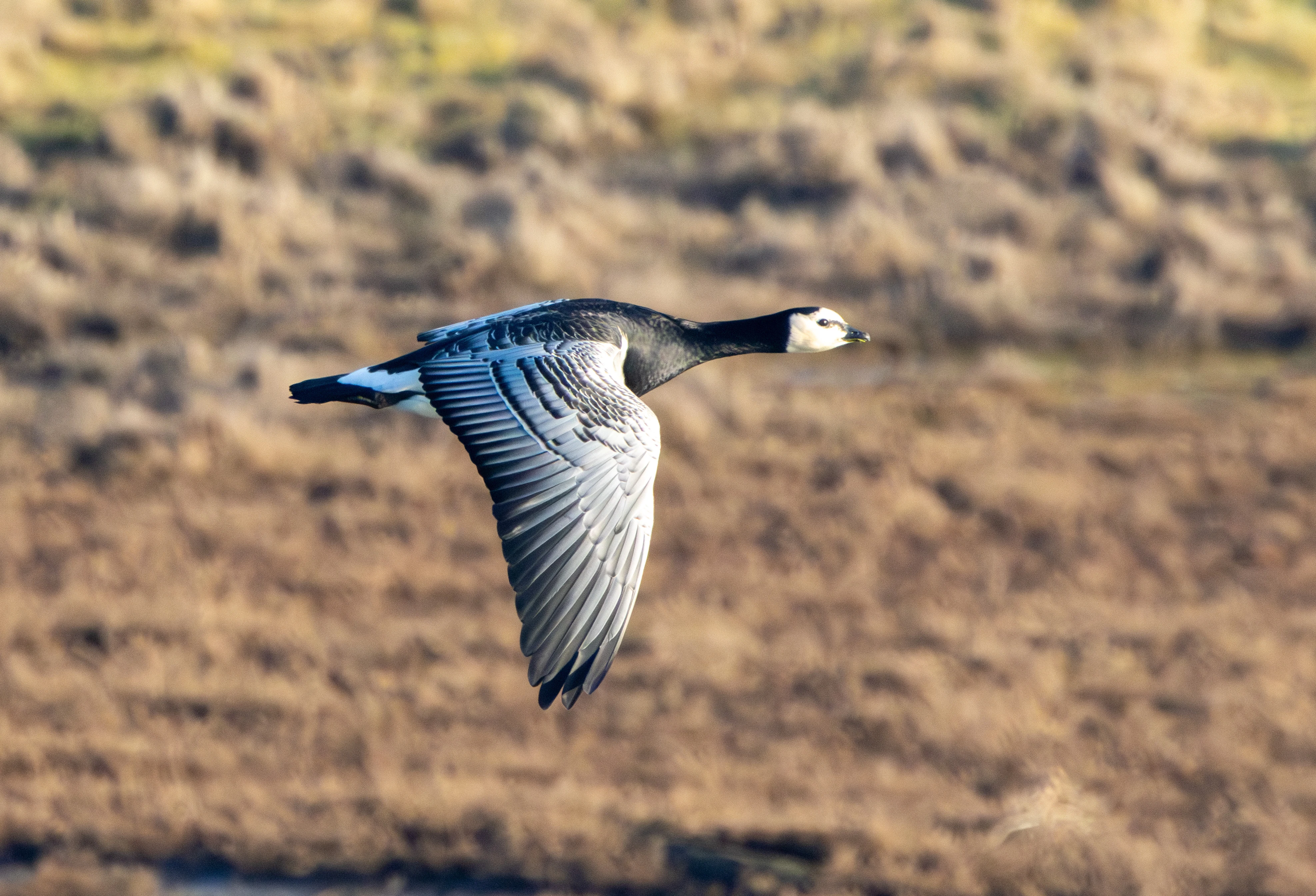 Barnacle Goose, Zeeland, Netherlands — photo by Adam Prugel-Bennett