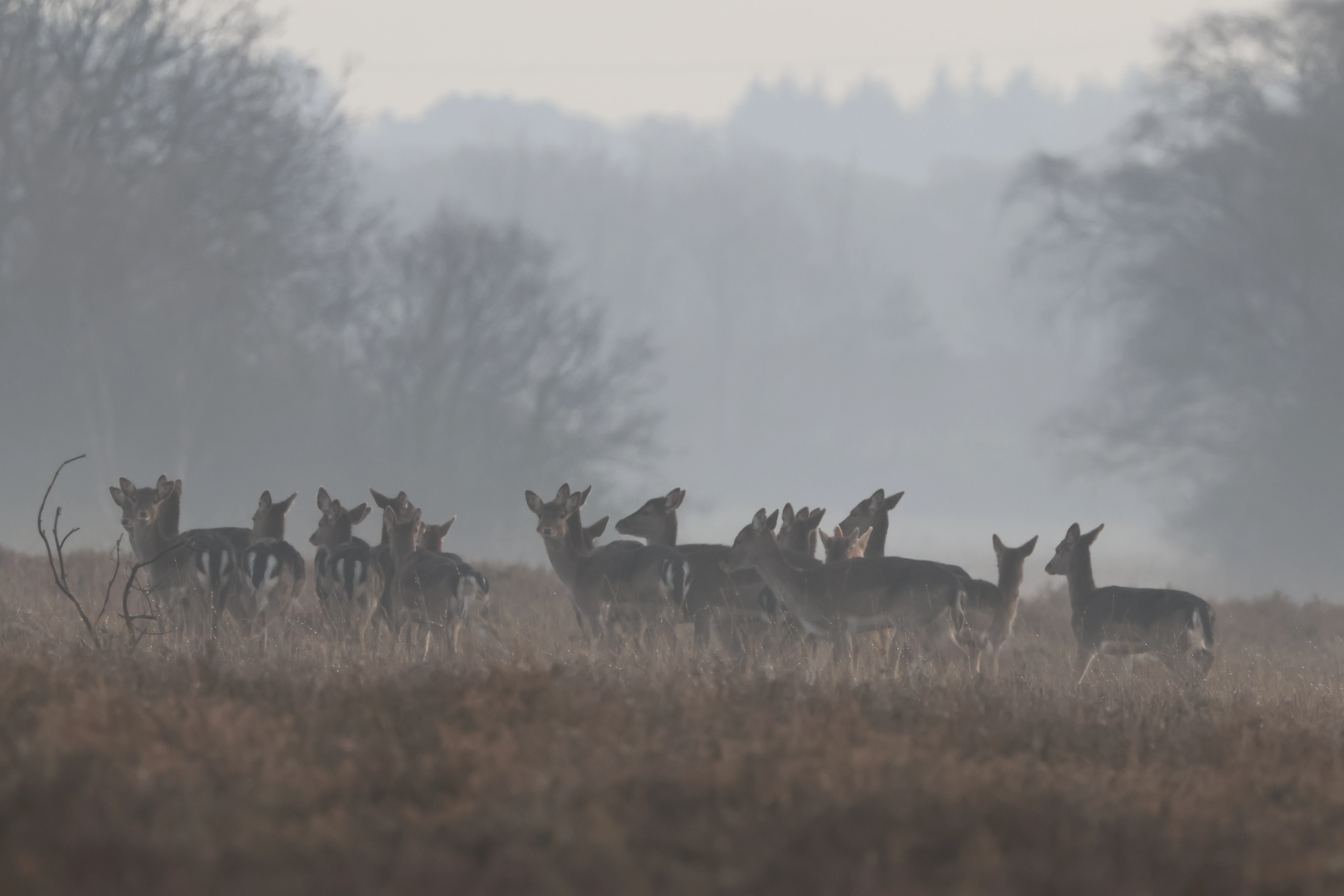 Roe Deer, Beaulieu Road Station, New Forest, UK — photo by Adam Prugel-Bennett