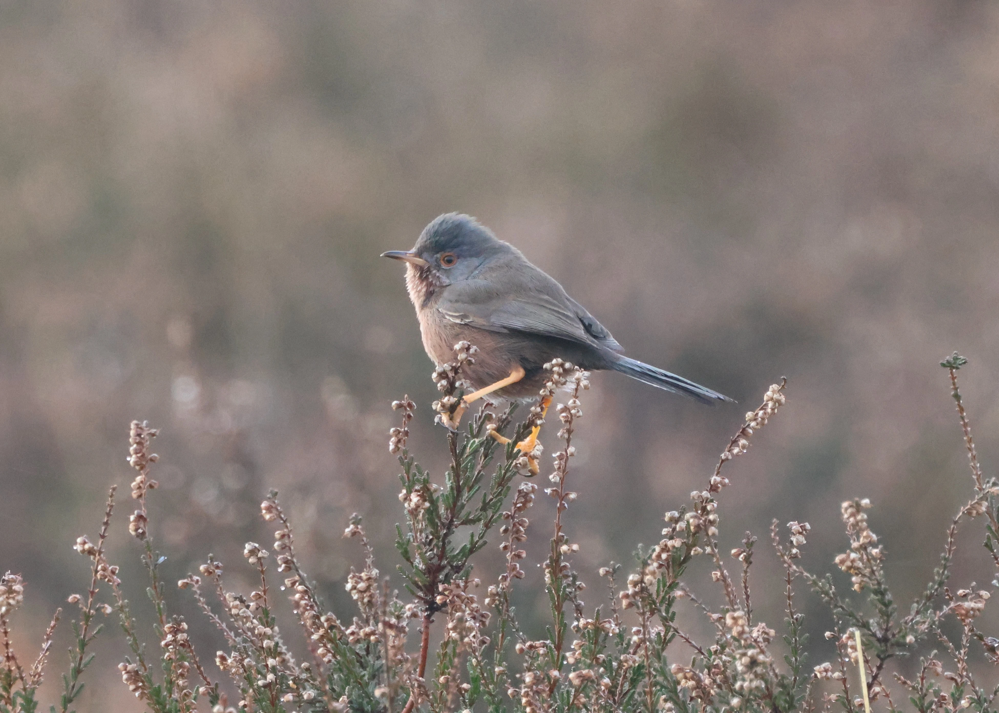Dartford Warbler, Beaulieu Road Station, New Forest, UK — photo by Adam Prugel-Bennett
