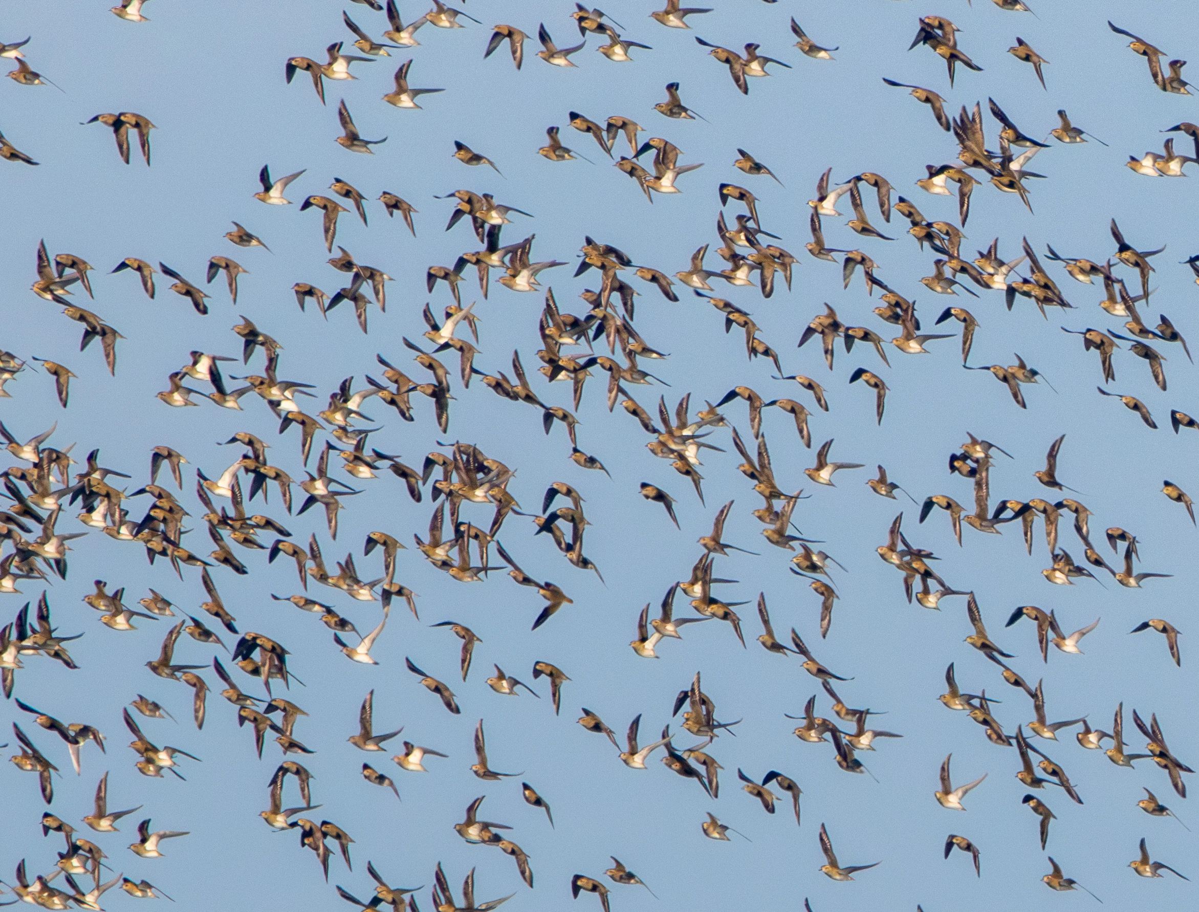 Golden Plover flock, Zeeland, Netherlands — photo by Adam Prugel-Bennett