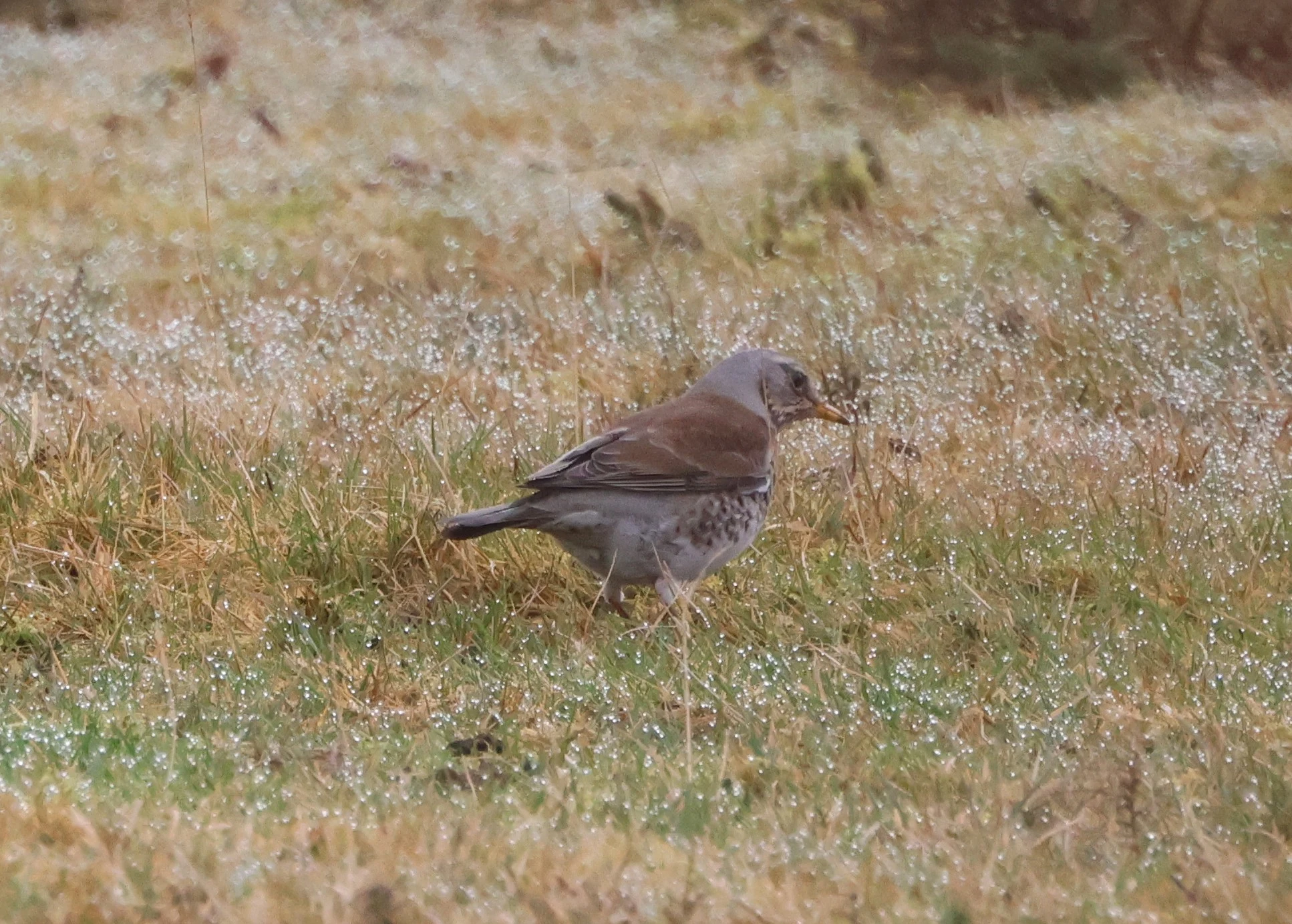 Fieldfare, Beaulieu Road Station, New Forest, UK — photo by Adam Prugel-Bennett