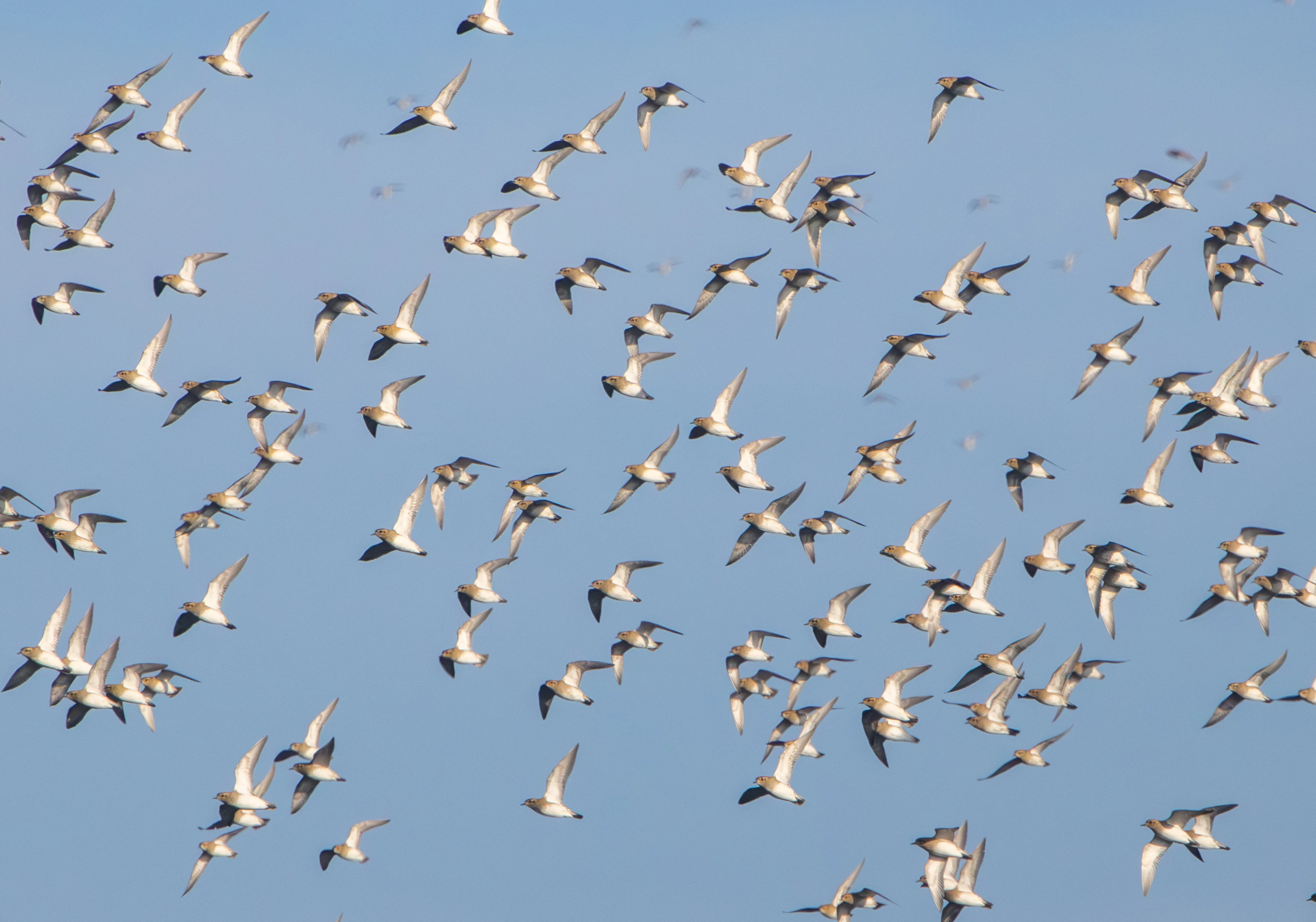 Golden Plover flock, Zeeland, Netherlands — photo by Adam Prugel-Bennett