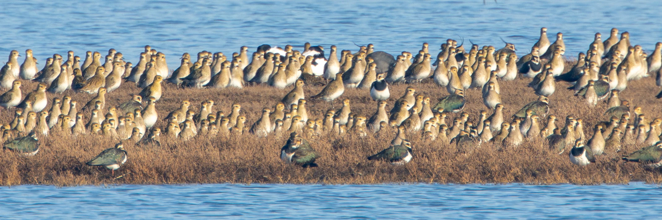 European Golden Plovers and Northern Lapwings, Zeeland, Netherlands — photo by Adam Prugel-Bennett