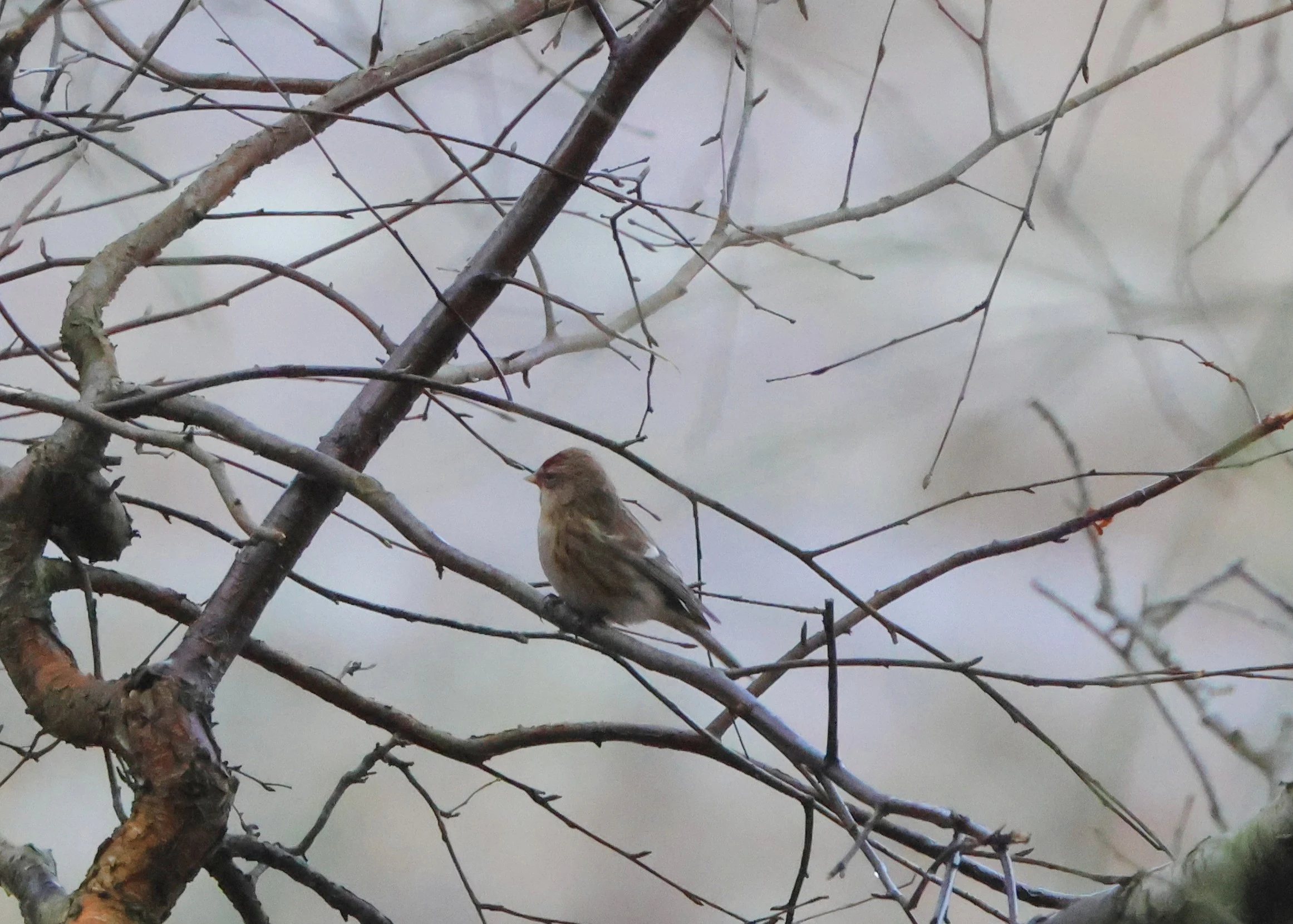 Redpoll, Beaulieu Road Station, New Forest, UK — photo by Adam Prugel-Bennett