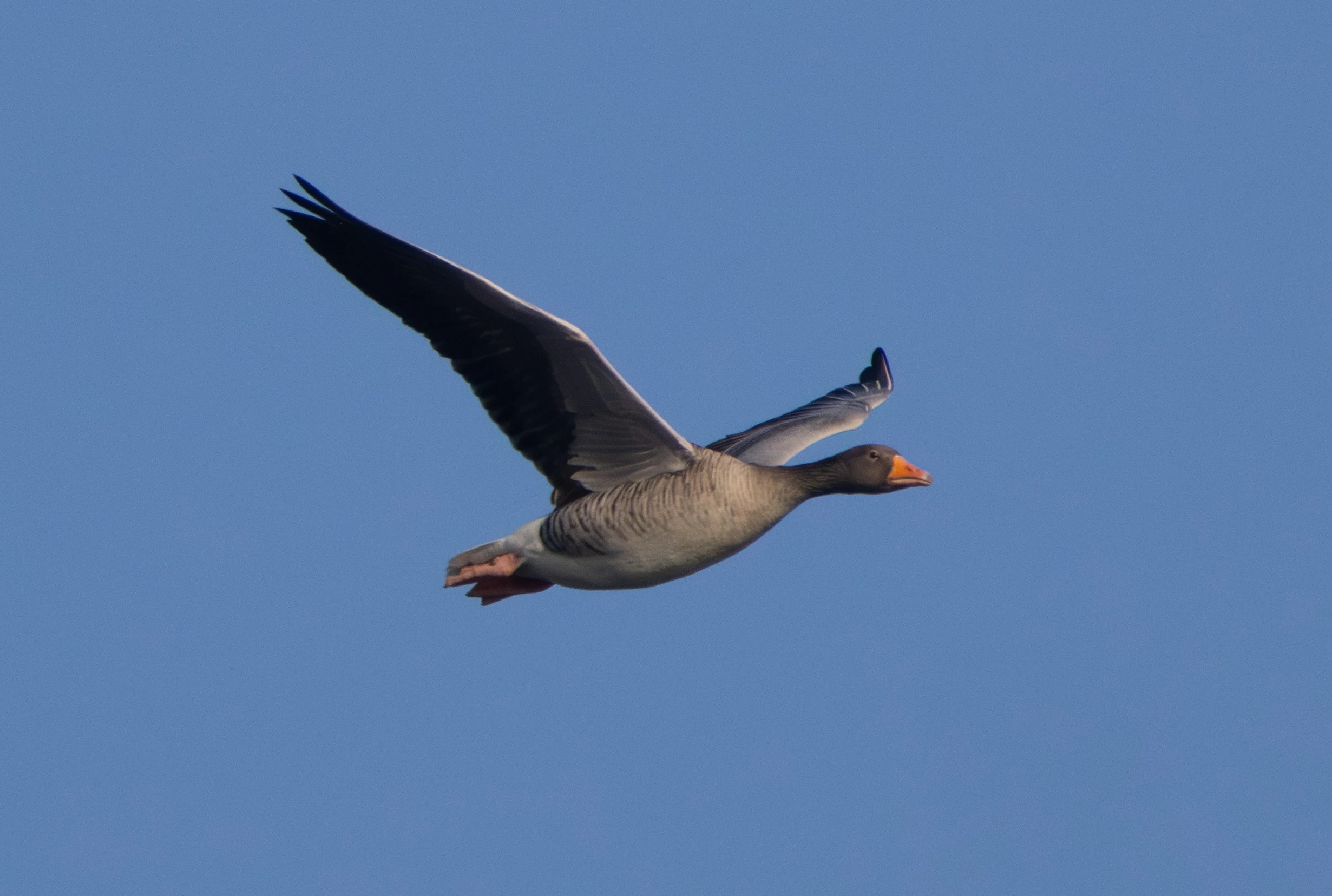 Greylag Goose, Zeeland, Netherlands — photo by Adam Prugel-Bennett