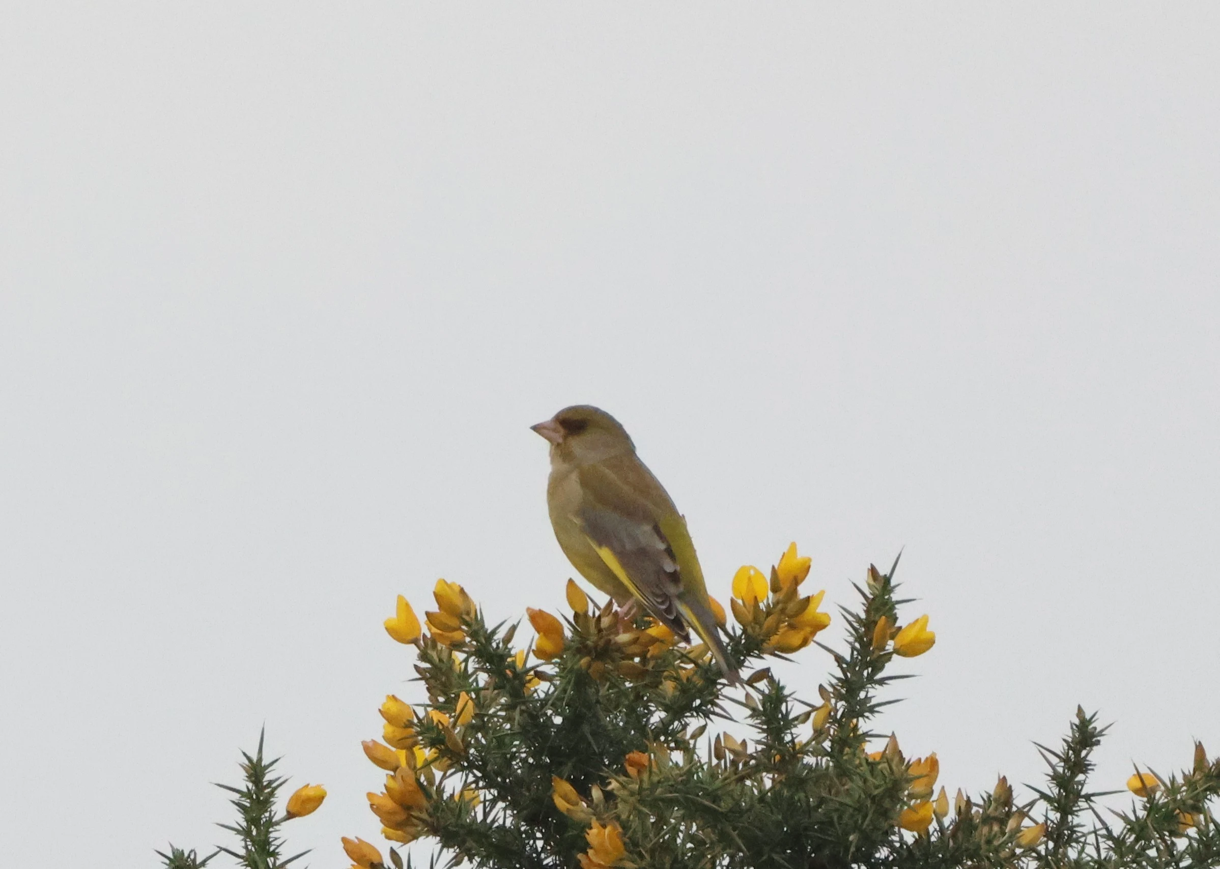 Greenfinch, Beaulieu Road Station, New Forest, UK — photo by Adam Prugel-Bennett