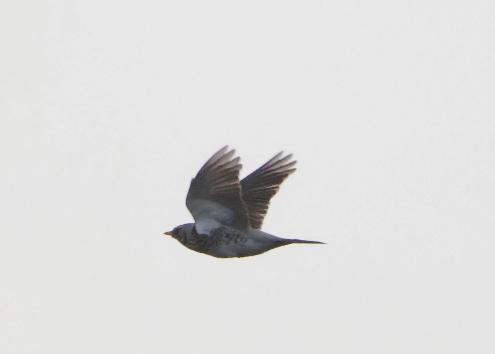 Fieldfare, Beaulieu Road Station, New Forest, UK — photo by Adam Prugel-Bennett