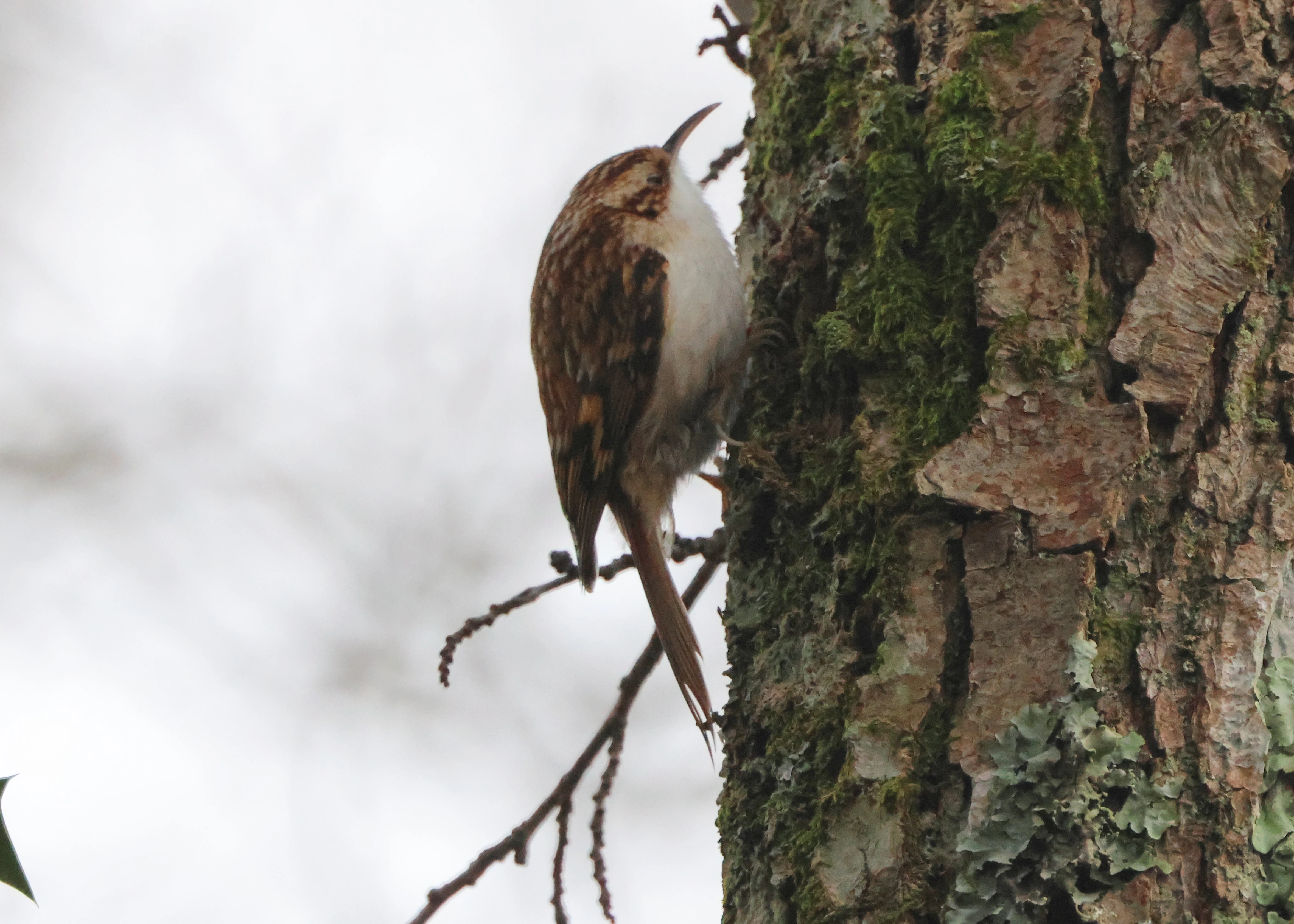 Eurasian treecreeper, Beaulieu Road Station, New Forest, UK — photo by Adam Prugel-Bennett