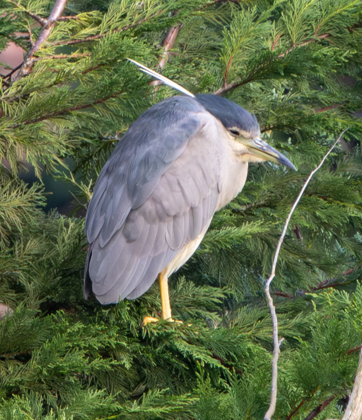 Black-crowned Night Heron, Zeeland, Netherlands — photo by Adam Prugel-Bennett